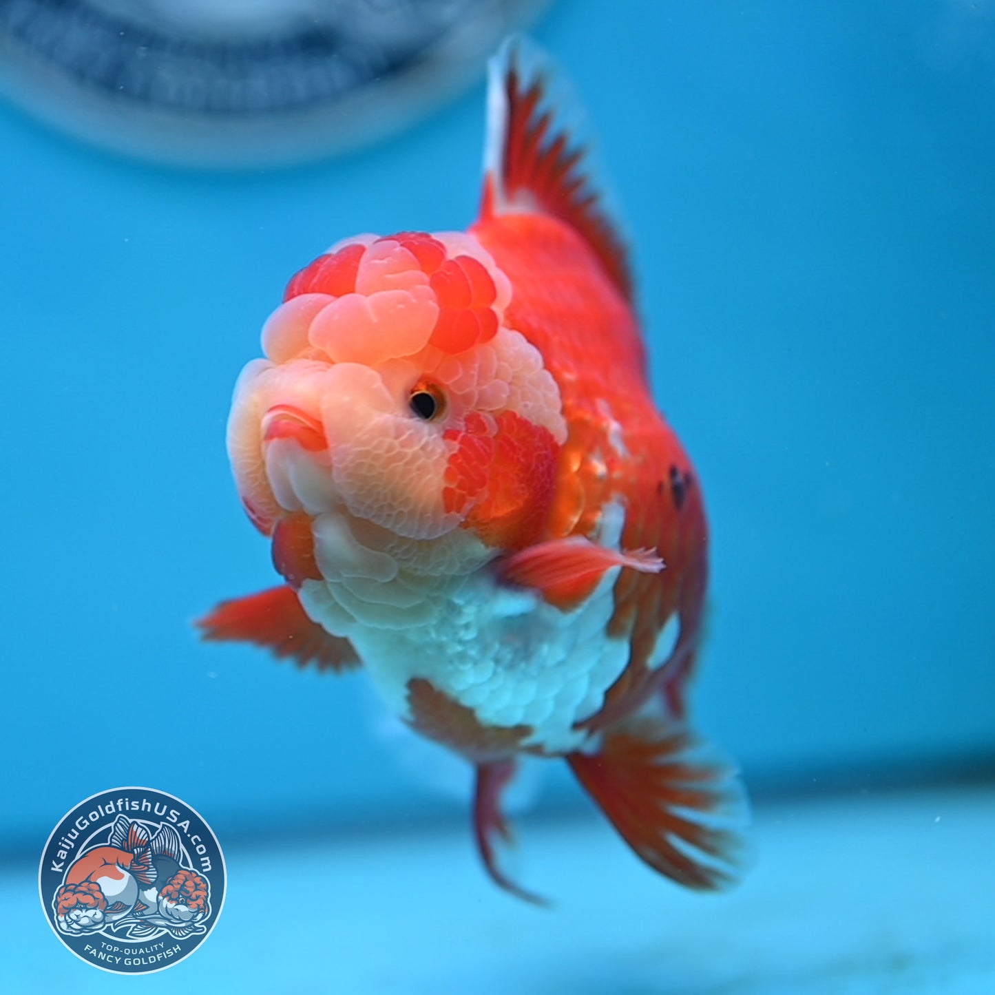 Jade Head Red White Rose Tail Oranda 4 inches Body (250502_OR18)