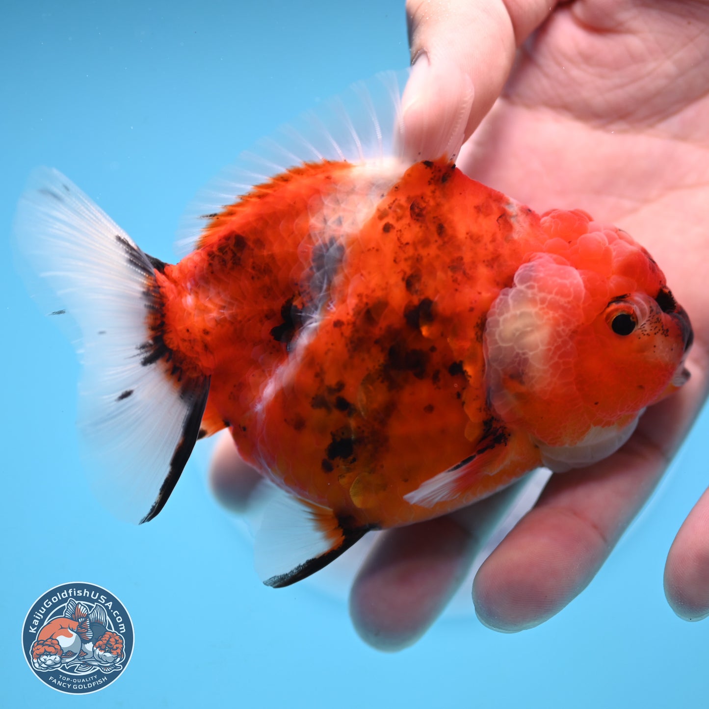 Shogun Tricolor Sakura Oranda 3.5 inches Body - Female(250131_OR18)