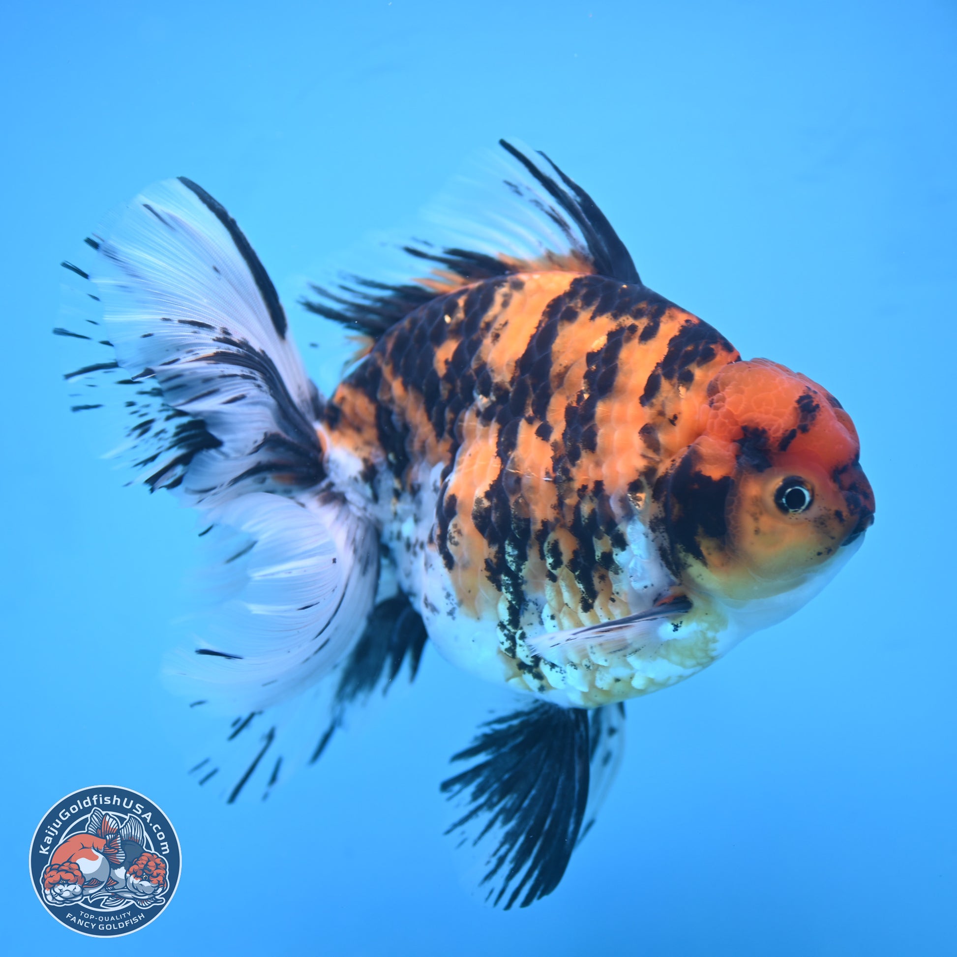 Super Jumbo Shogun Tricolor Tiger Rose Tail Oranda 7.5 inches - Female (241115_OR18) - Kaiju Goldfish USA