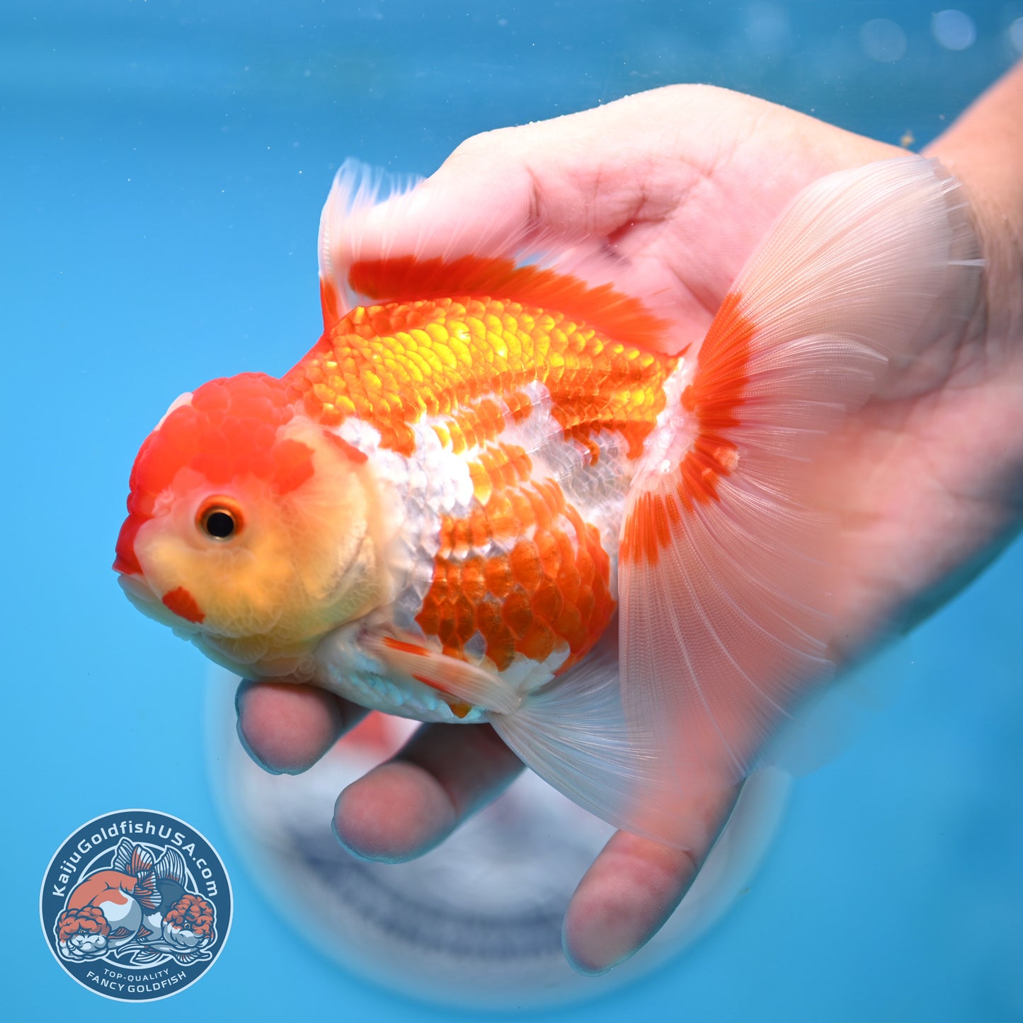 Jade Seal Red White Rose Tail Oranda 4 inches Body - Female (250418_OR18)