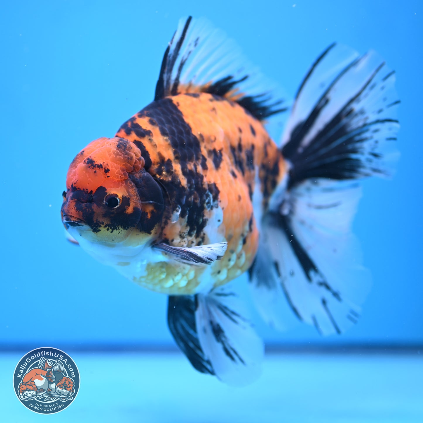 Super Jumbo Shogun Tricolor Tiger Rose Tail Oranda 7.5 inches - Female (241115_OR18) - Kaiju Goldfish USA