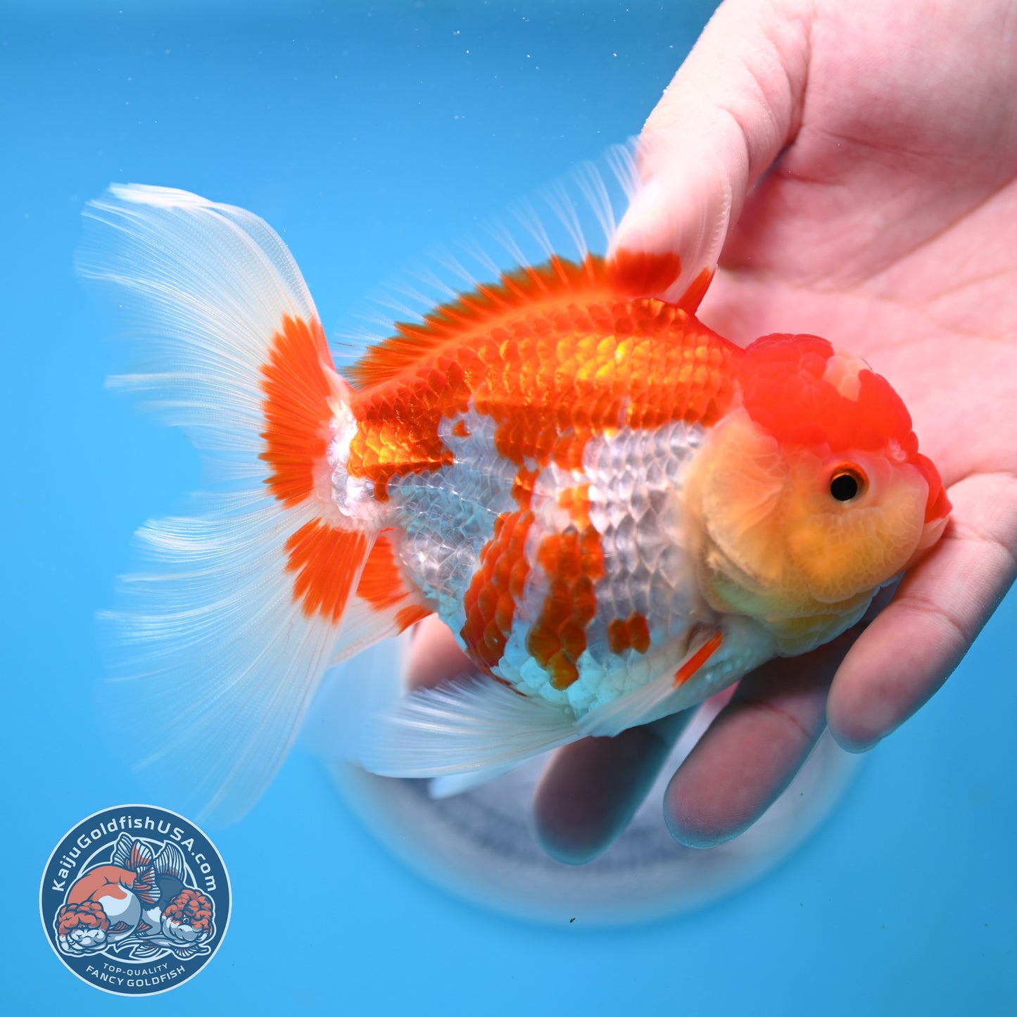 Jade Seal Red White Rose Tail Oranda 4 inches Body - Female (250418_OR18)