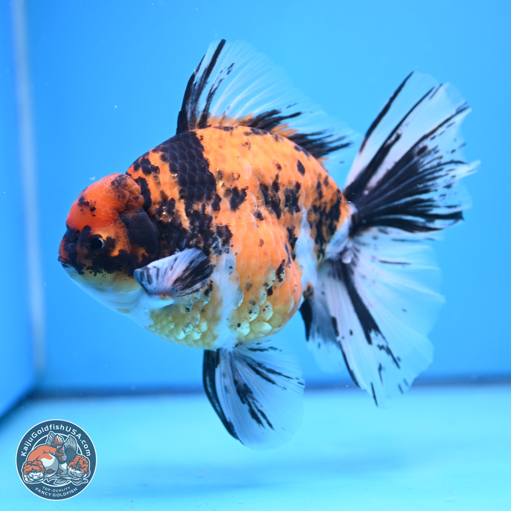 Super Jumbo Shogun Tricolor Tiger Rose Tail Oranda 7.5 inches - Female (241115_OR18) - Kaiju Goldfish USA