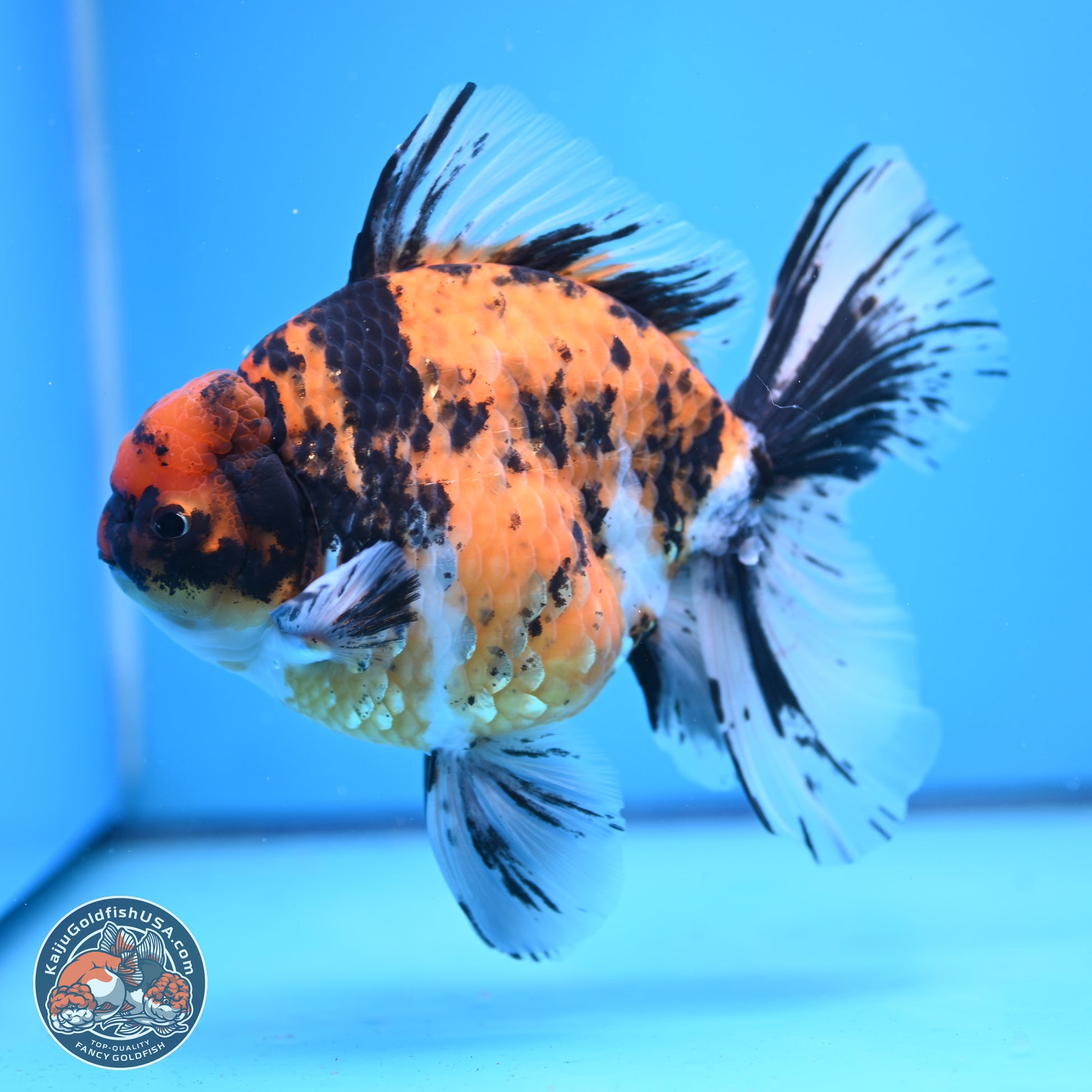 Super Jumbo Shogun Tricolor Tiger Rose Tail Oranda 7.5 inches - Female (241115_OR18) - Kaiju Goldfish USA