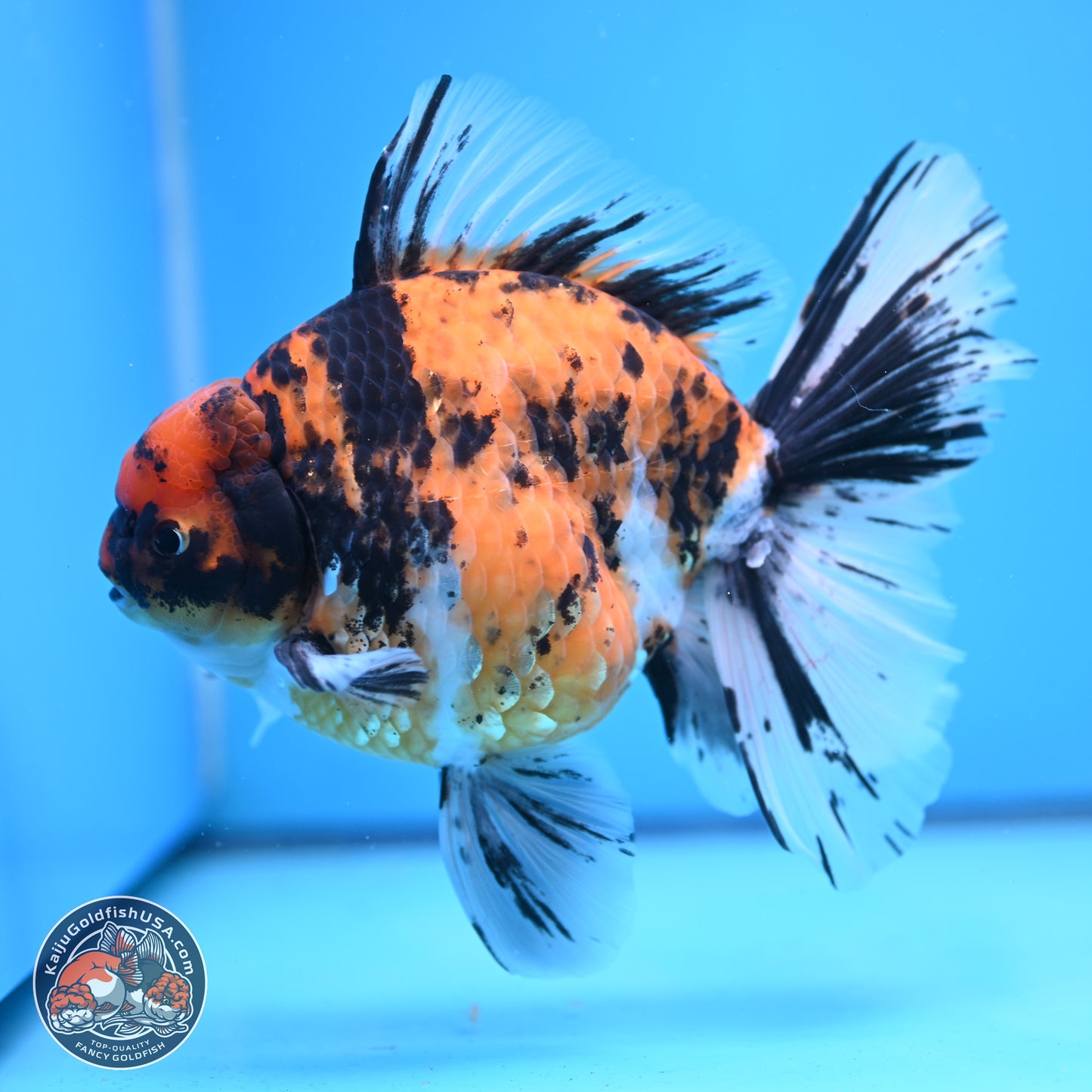 Super Jumbo Shogun Tricolor Tiger Rose Tail Oranda 7.5 inches - Female (241115_OR18) - Kaiju Goldfish USA