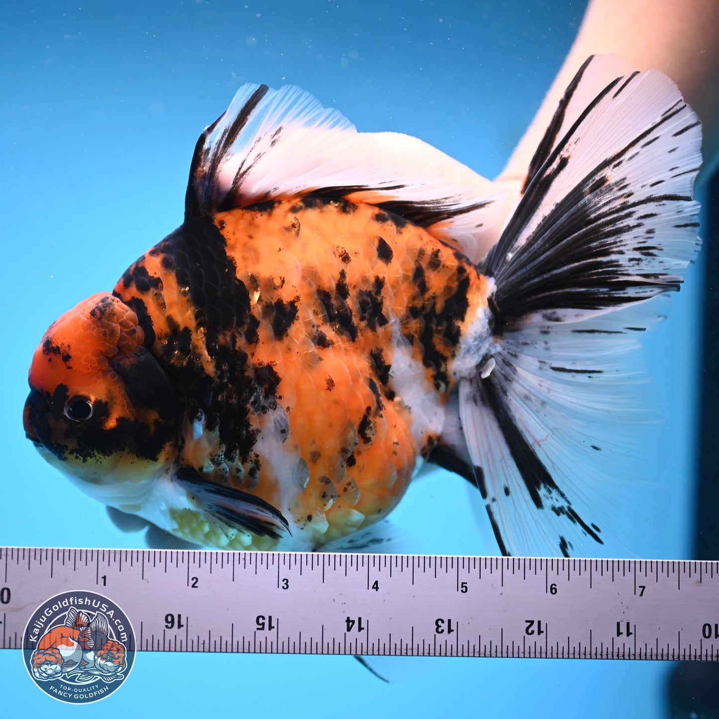 Super Jumbo Shogun Tricolor Tiger Rose Tail Oranda 7.5 inches - Female (241115_OR18) - Kaiju Goldfish USA