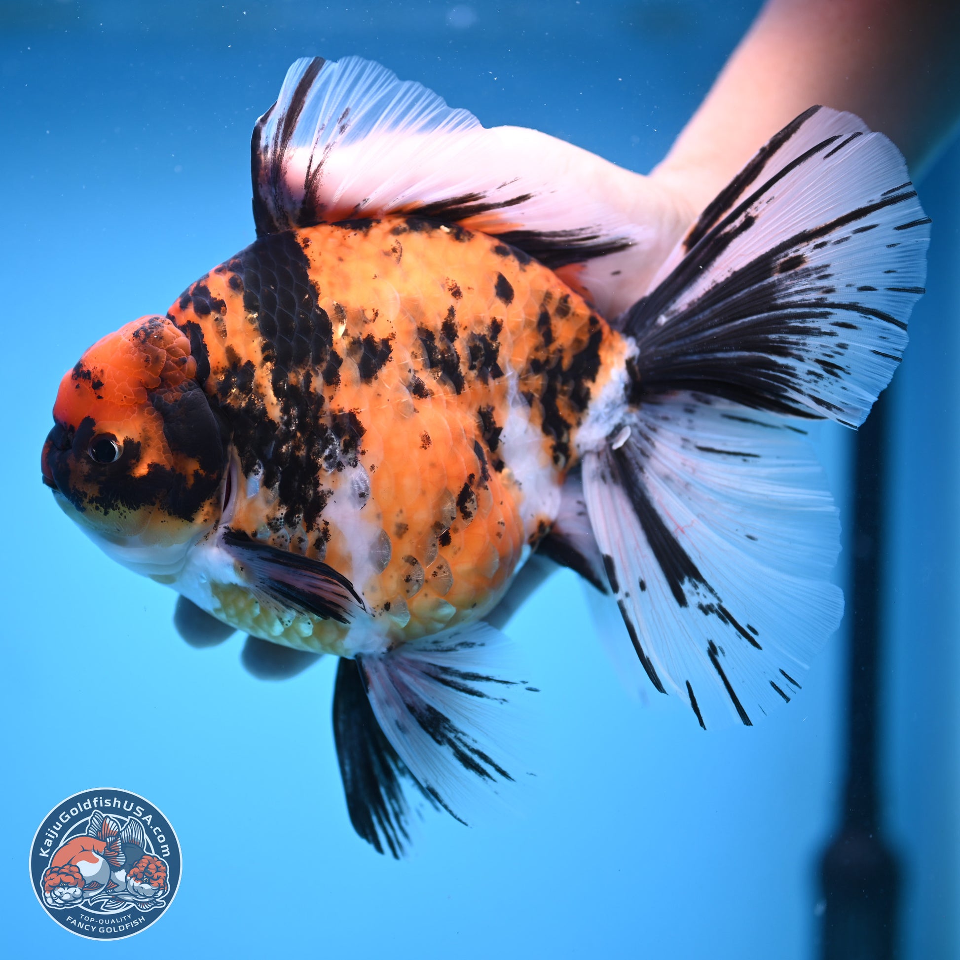 Super Jumbo Shogun Tricolor Tiger Rose Tail Oranda 7.5 inches - Female (241115_OR18) - Kaiju Goldfish USA