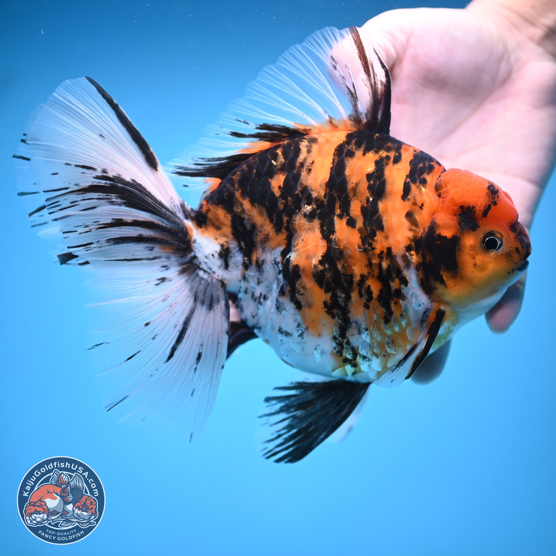 Super Jumbo Shogun Tricolor Tiger Rose Tail Oranda 7.5 inches - Female (241115_OR18) - Kaiju Goldfish USA