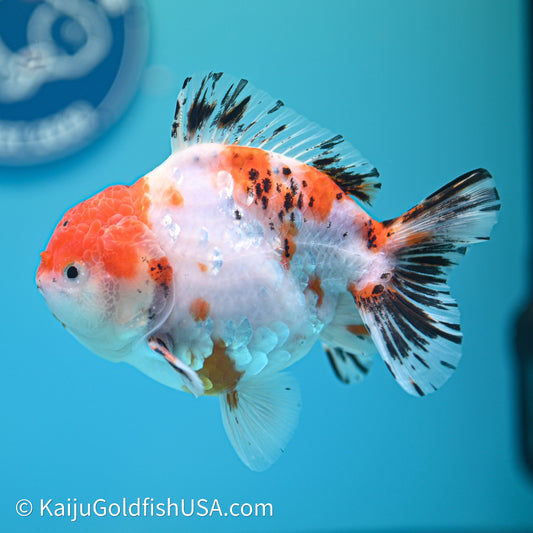 Shogun Godzilla Tricolor Sakura Oranda 4in Body (240614_OR18) - Kaiju Goldfish USA