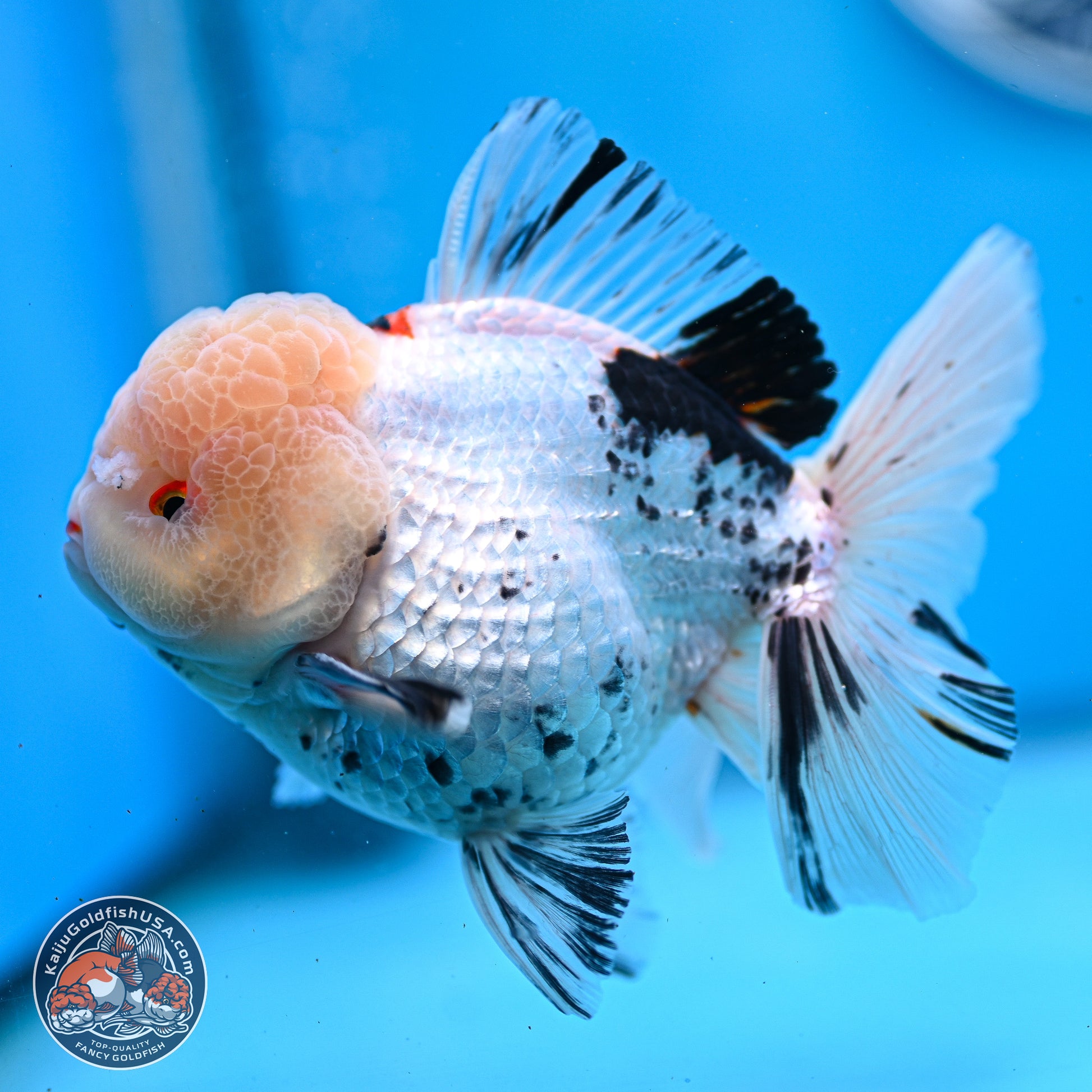 Large Panda Rose Tail Oranda 5.5 inches (241025_OR18) - Kaiju Goldfish USA