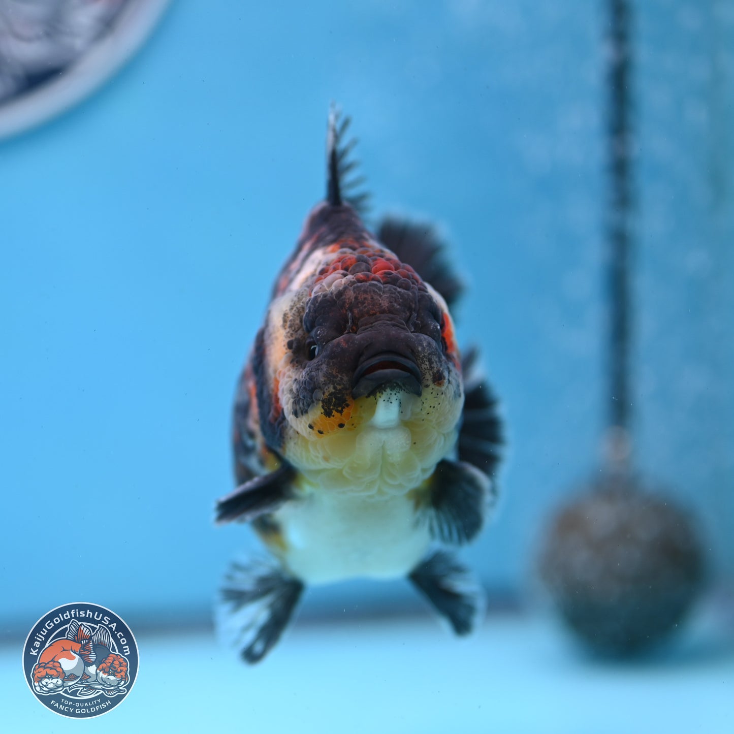 Kirin YuanBao Oranda 3.75 inches Body - Male (250307_OR18)