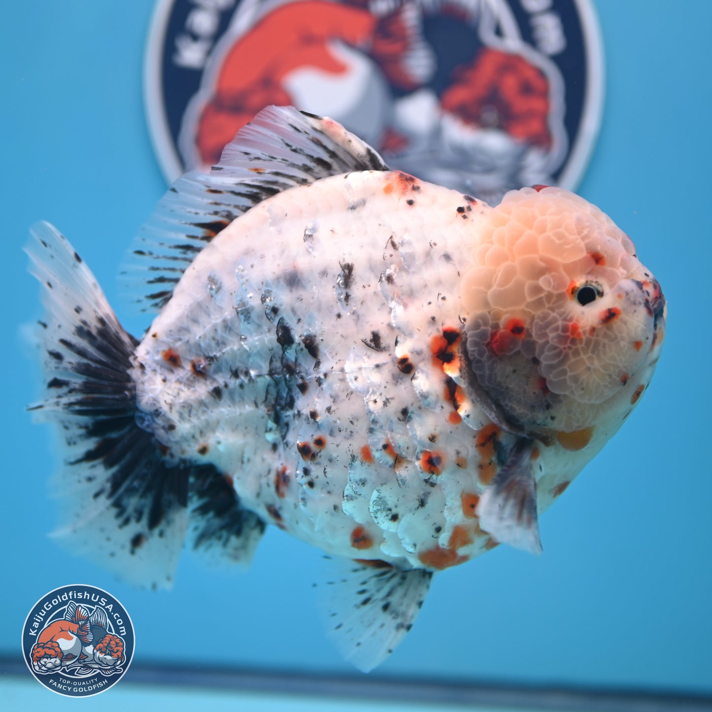 Jumbo Shogun Godzilla Calico Oranda 6-7.5 inches (241004_OR18) - Kaiju Goldfish USA