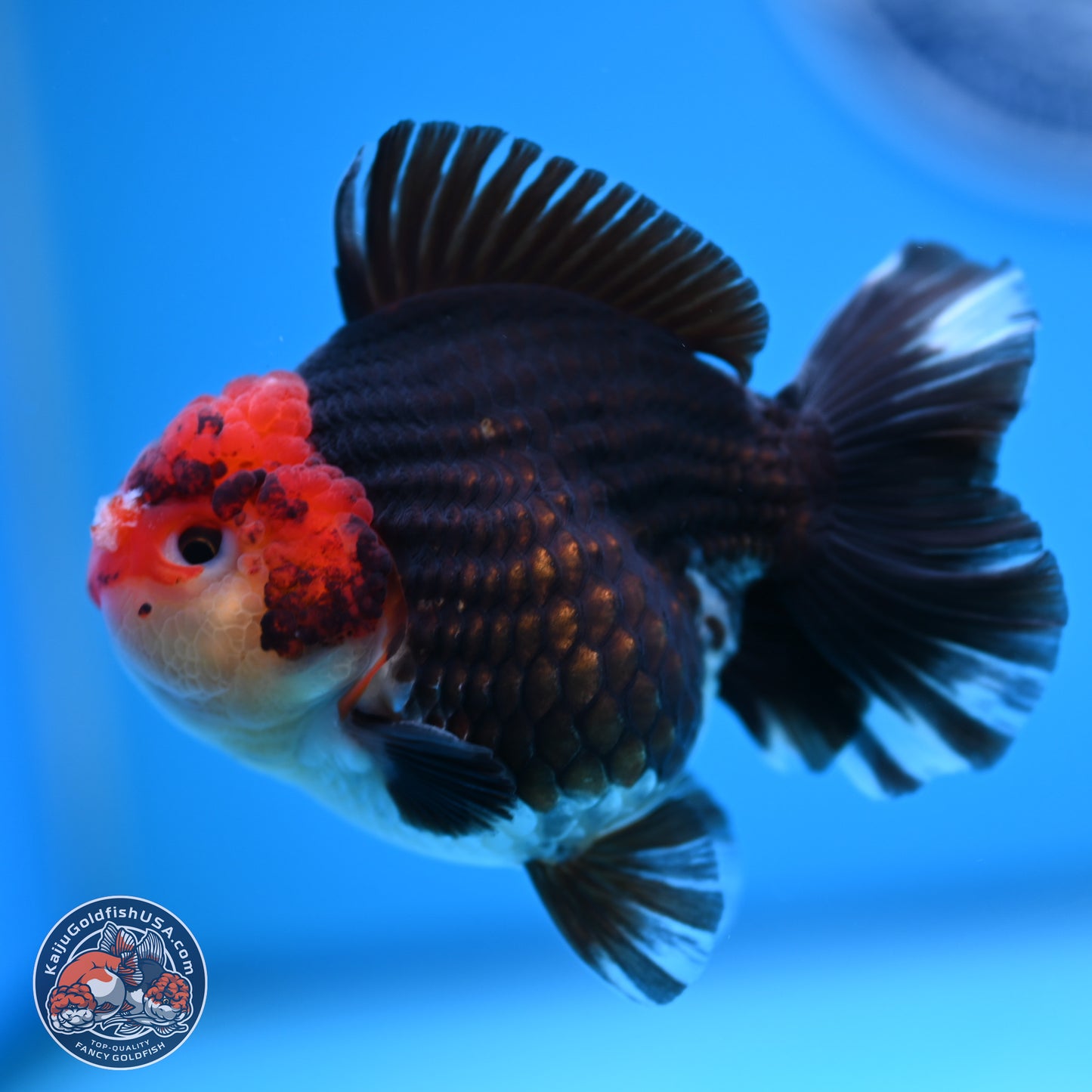 Tricolor YuanBao Oranda 3.5 inches Body - Male (241227_OR18) - Kaiju Goldfish USA