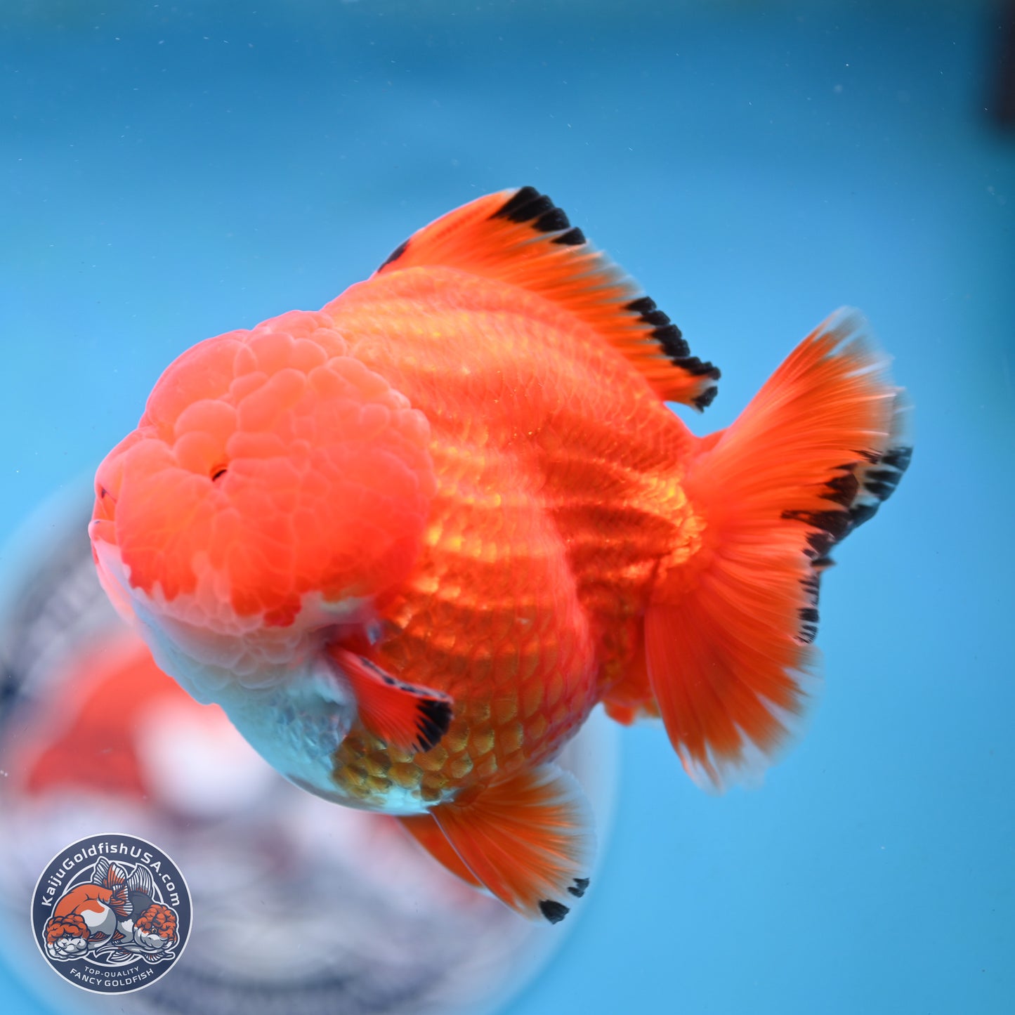 Apache YuanBao Oranda 3.5 inches Body - Male (250214_OR18)