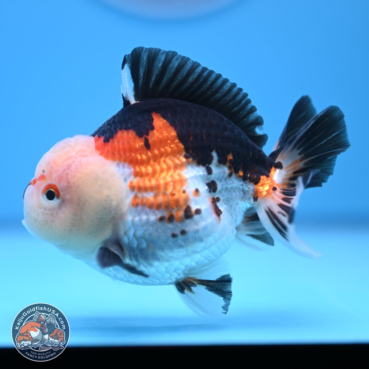 Tricolor Oranda 3.5-4.5 inches (240913_OR18) - Kaiju Goldfish USA