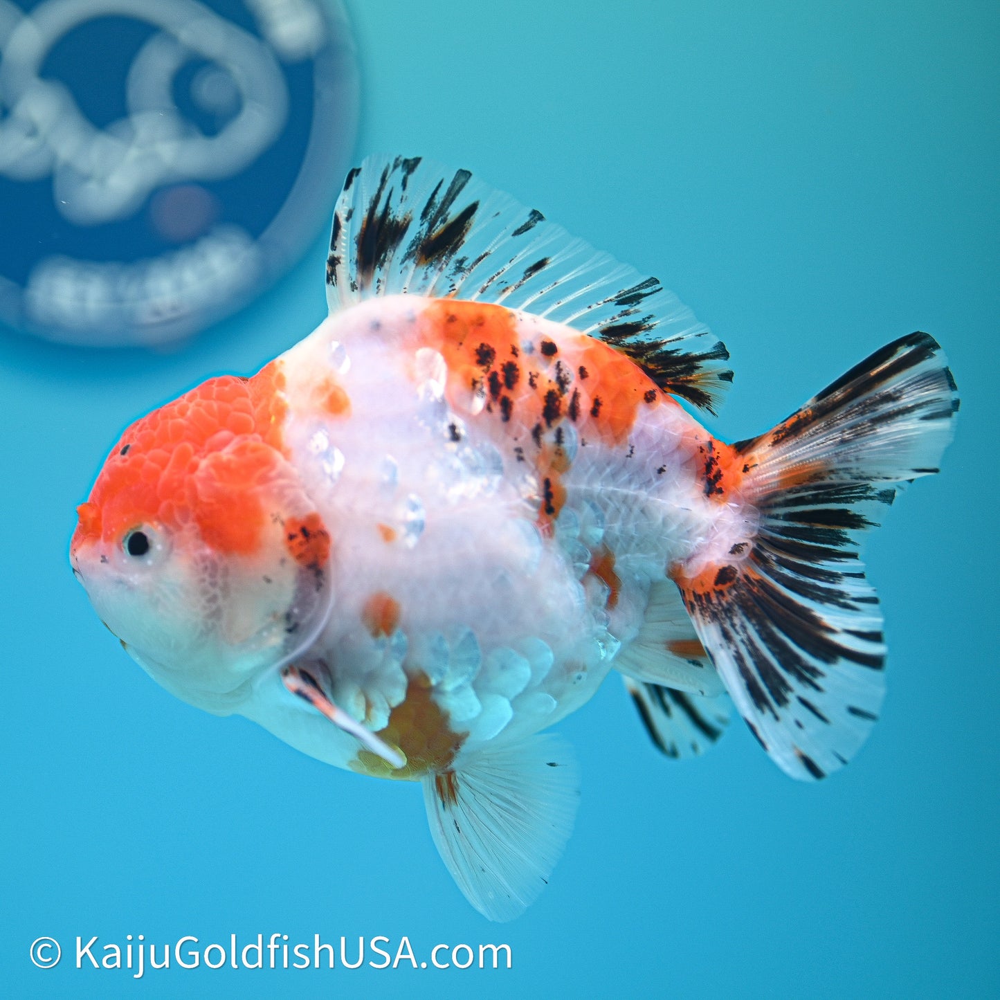 Shogun Godzilla Tricolor Sakura Oranda 4in Body (240614_OR18) - Kaiju Goldfish USA