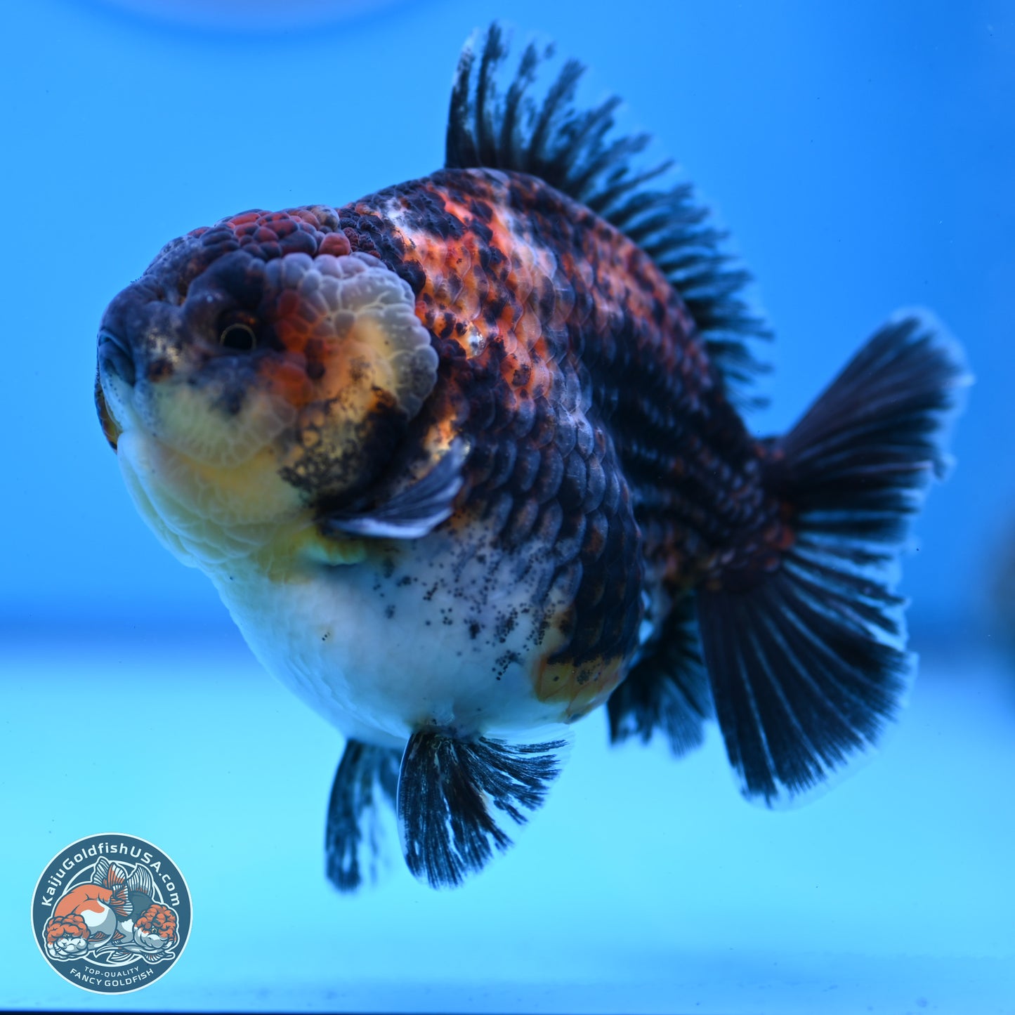 Kirin YuanBao Oranda 3.75 inches Body - Male (250307_OR18)