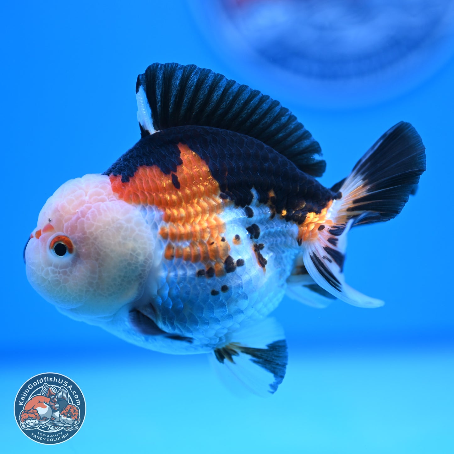 Tricolor Oranda 3.5-4.5 inches (240913_OR18) - Kaiju Goldfish USA