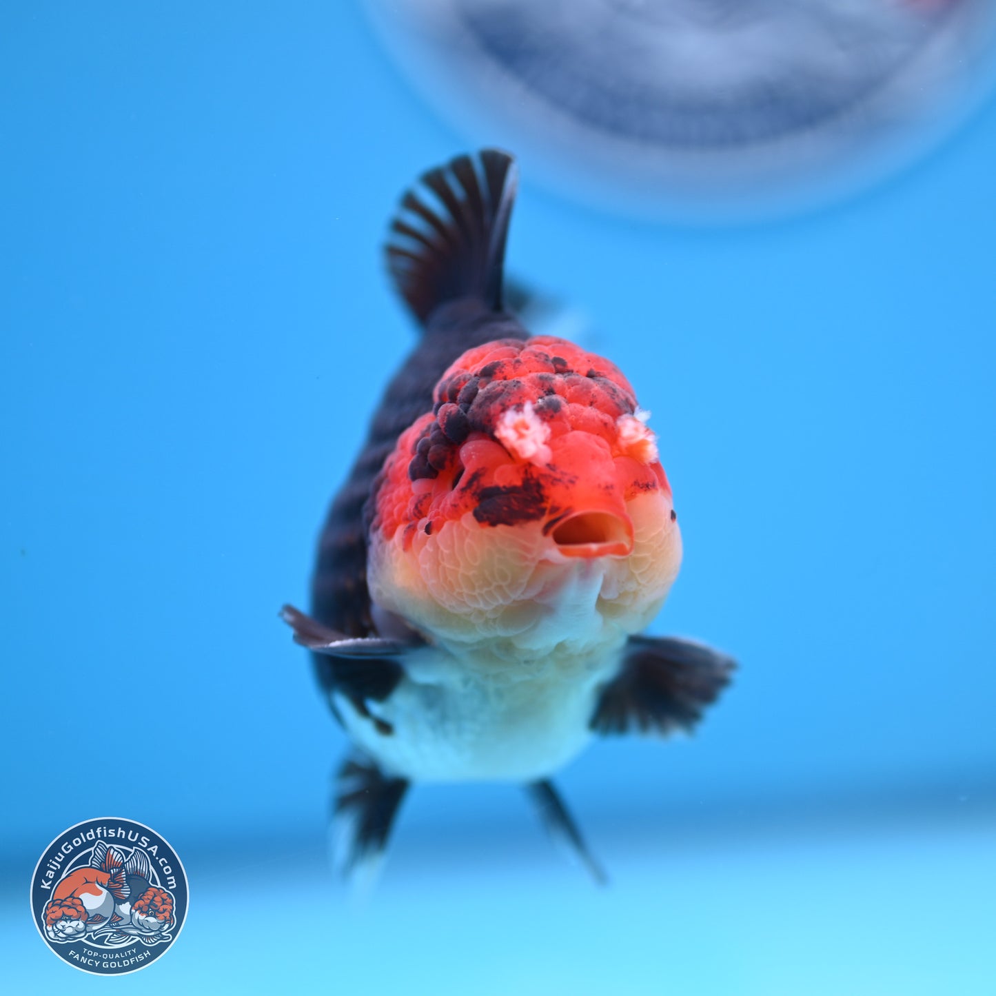 Tricolor YuanBao Oranda 3.5 inches Body - Male (241227_OR18) - Kaiju Goldfish USA