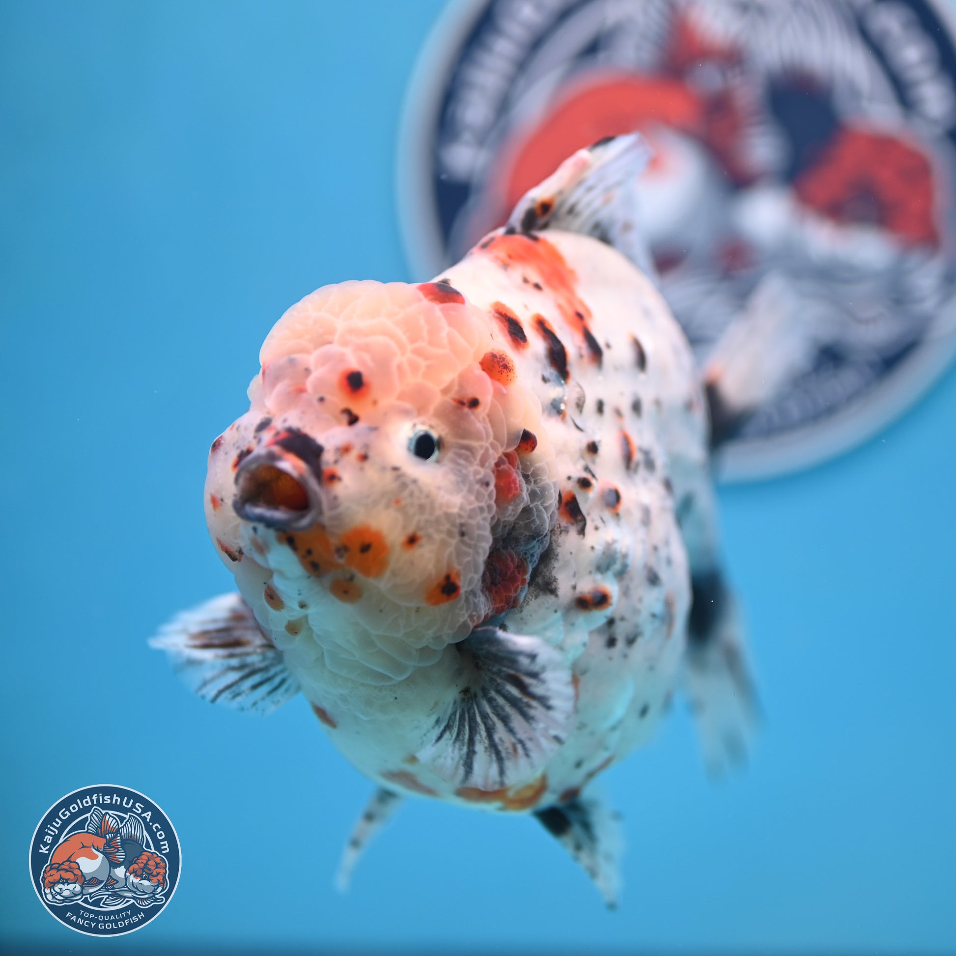 Jumbo Shogun Godzilla Calico Oranda 6-7.5 inches (241004_OR18) - Kaiju Goldfish USA