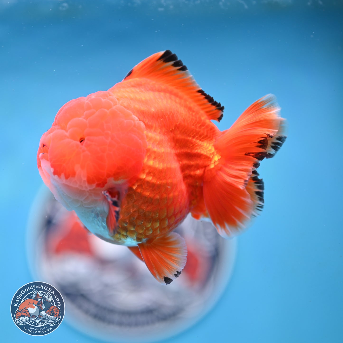 Apache YuanBao Oranda 3.5 inches Body - Male (250214_OR18)