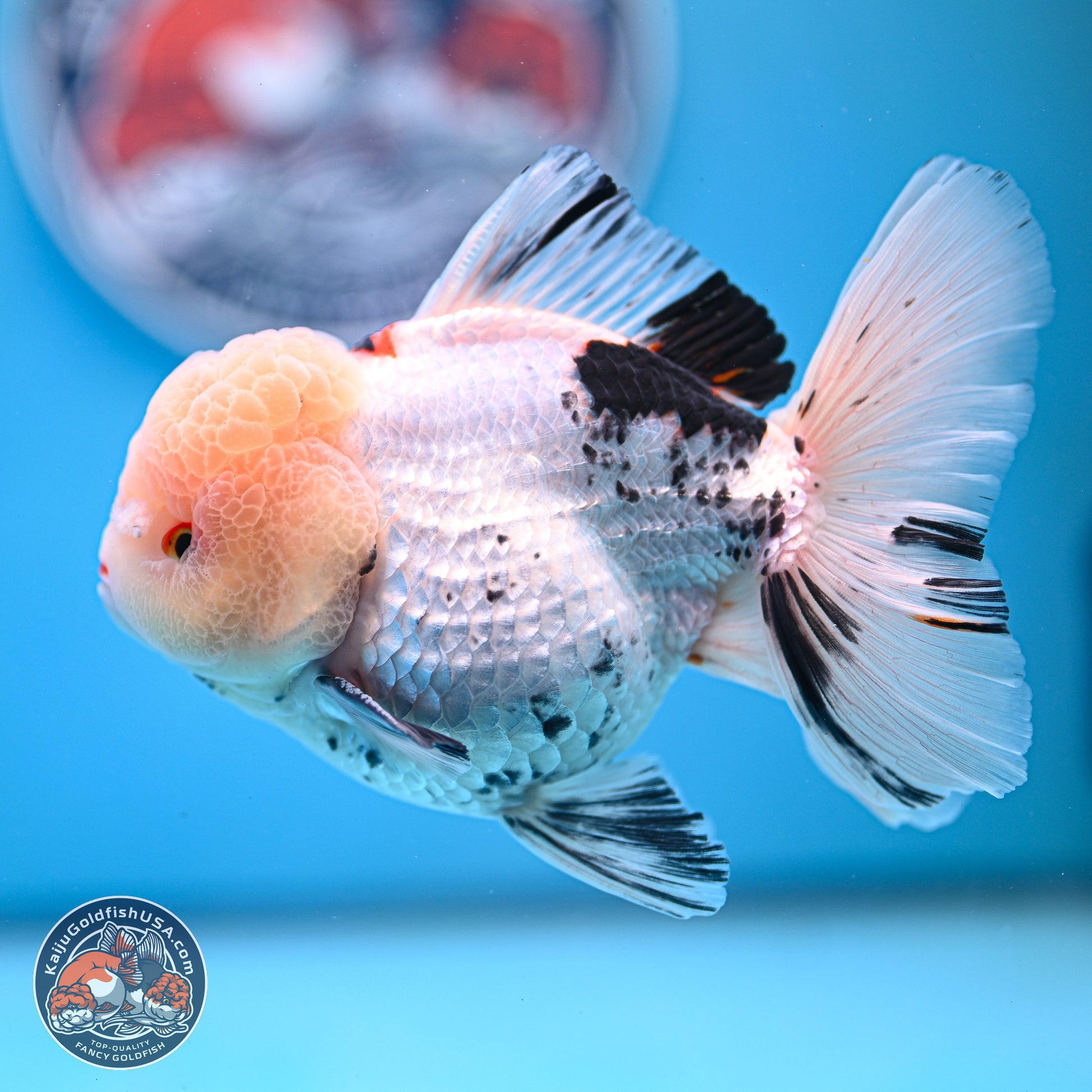 Large Panda Rose Tail Oranda 5.5 inches (241025_OR18) - Kaiju Goldfish USA