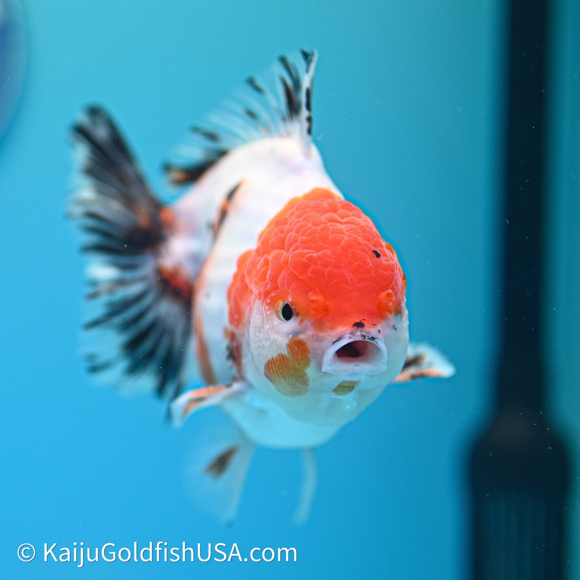 Shogun Godzilla Tricolor Sakura Oranda 4in Body (240614_OR18) - Kaiju Goldfish USA