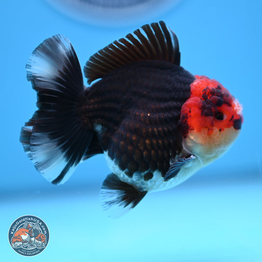 Tricolor YuanBao Oranda 3.5 inches Body - Male (241227_OR18) - Kaiju Goldfish USA