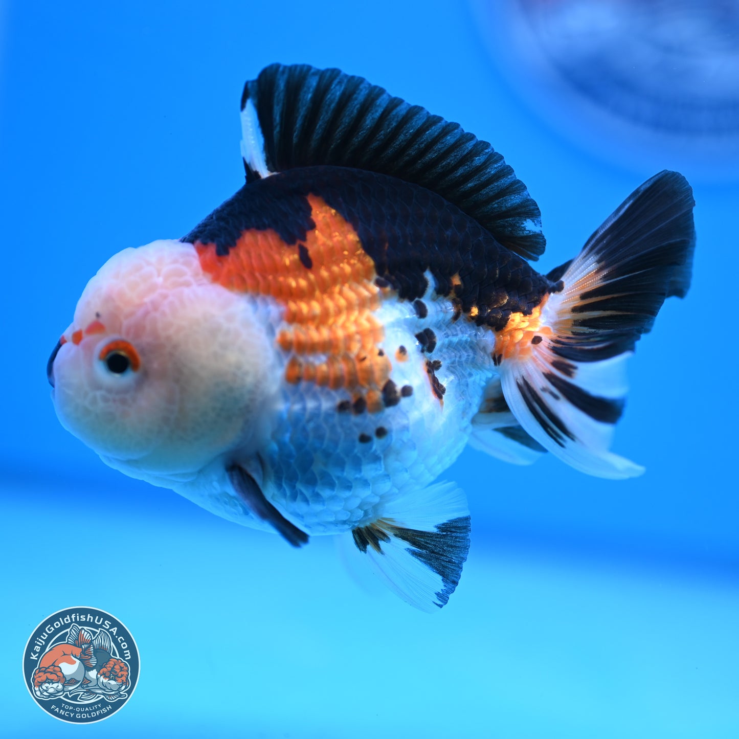 Tricolor Oranda 3.5-4.5 inches (240913_OR18) - Kaiju Goldfish USA