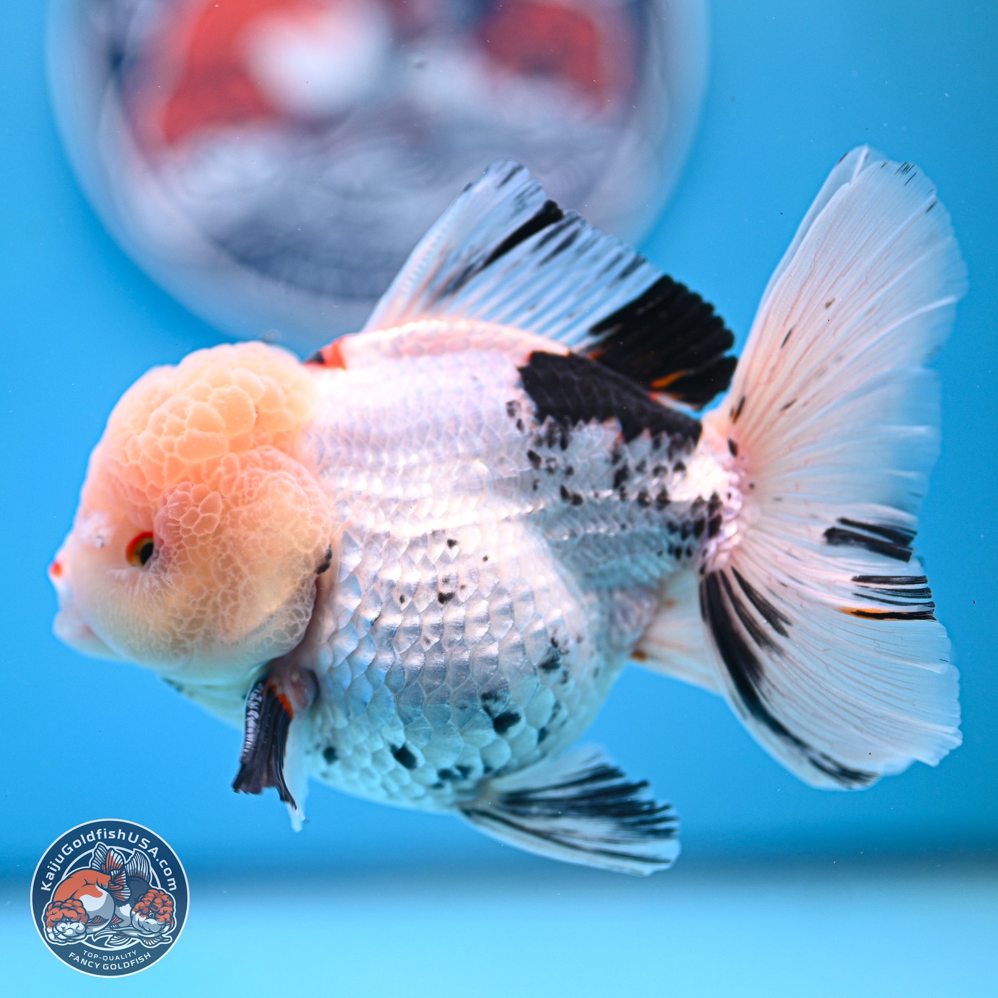 Large Panda Rose Tail Oranda 5.5 inches (241025_OR18) - Kaiju Goldfish USA