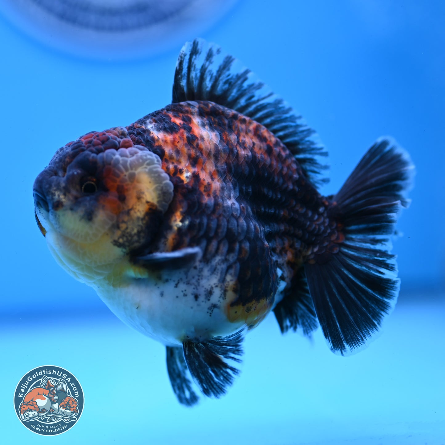 Kirin YuanBao Oranda 3.75 inches Body - Male (250307_OR18)