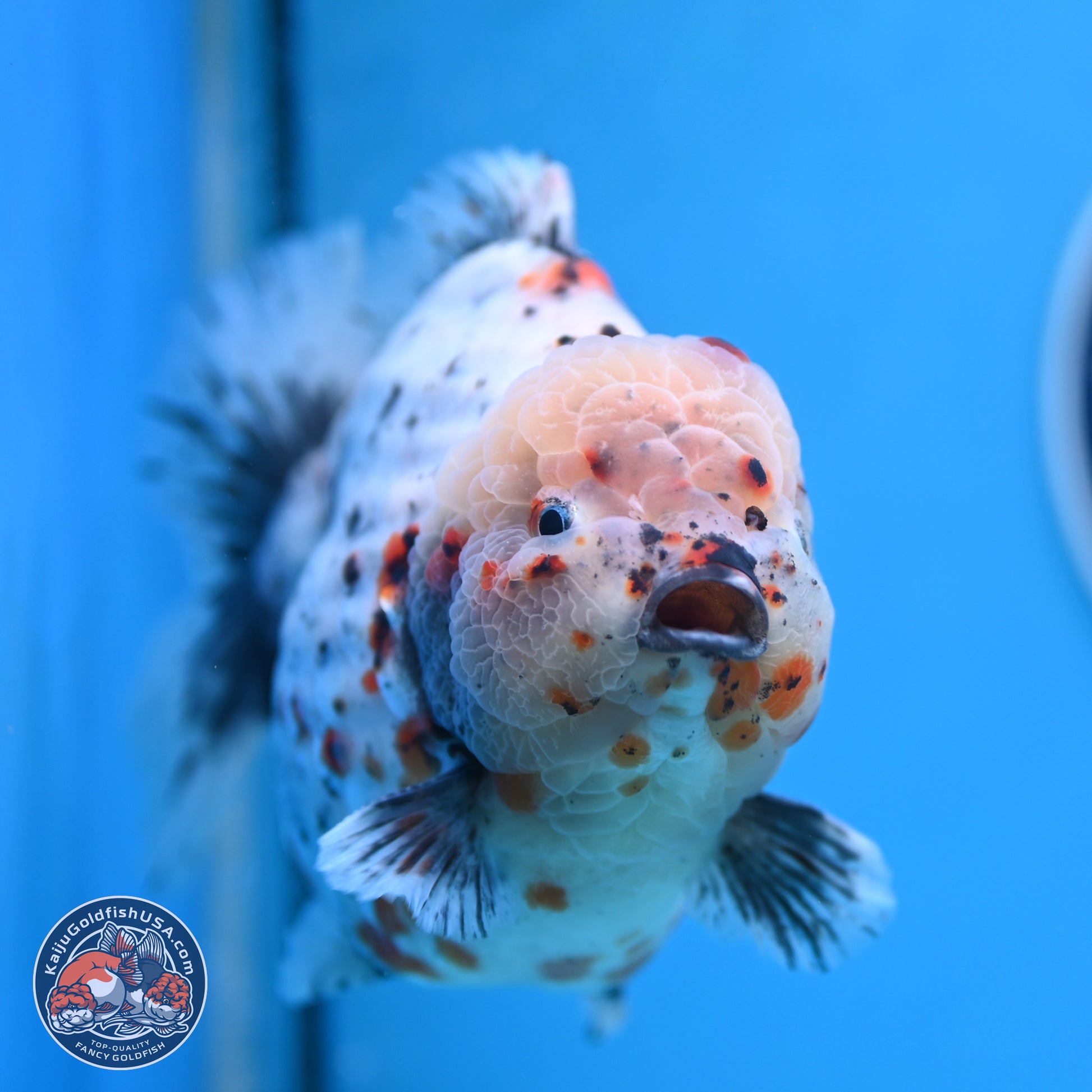 Jumbo Shogun Godzilla Calico Oranda 6-7.5 inches (241004_OR18) - Kaiju Goldfish USA