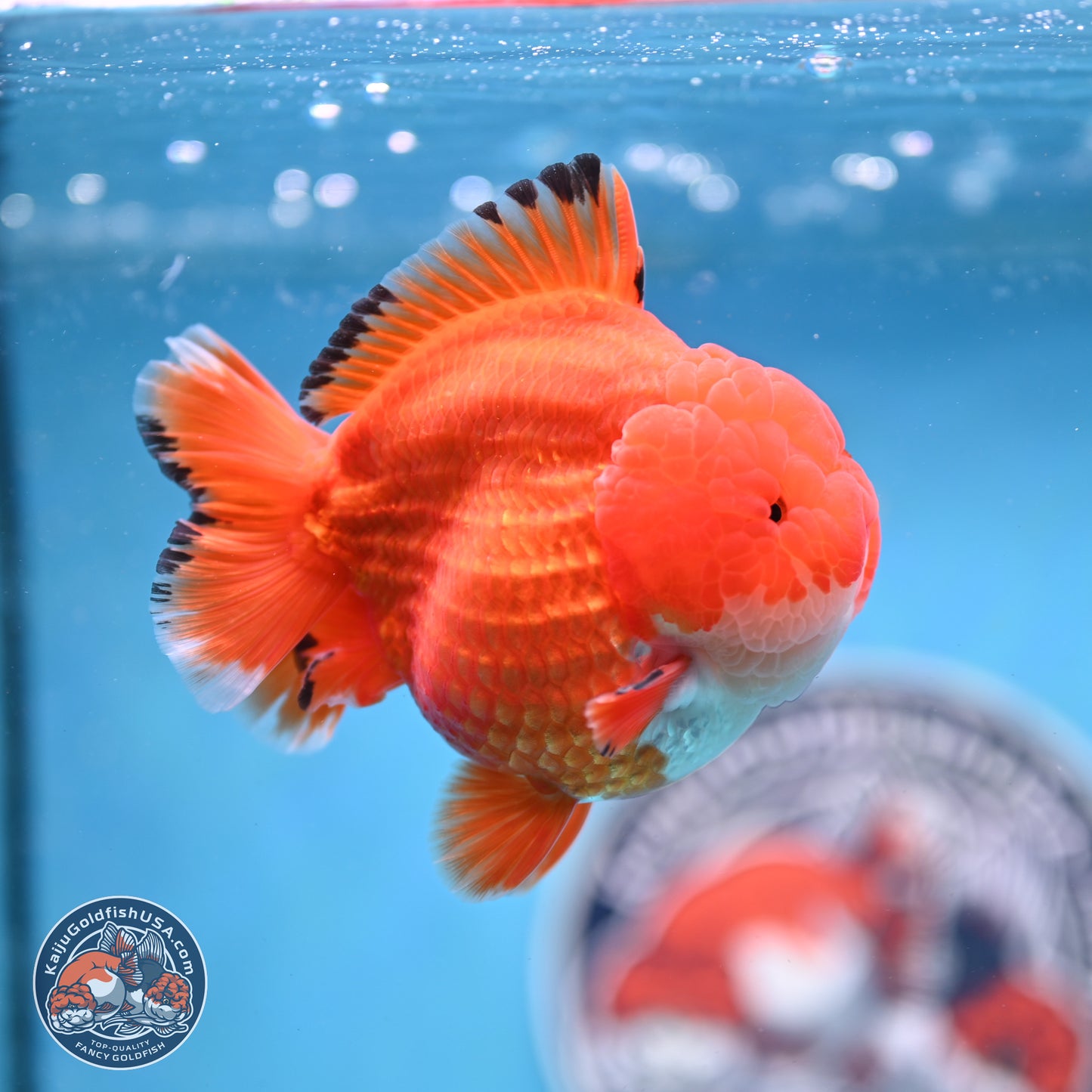 Apache YuanBao Oranda 3.5 inches Body - Male (250214_OR18)