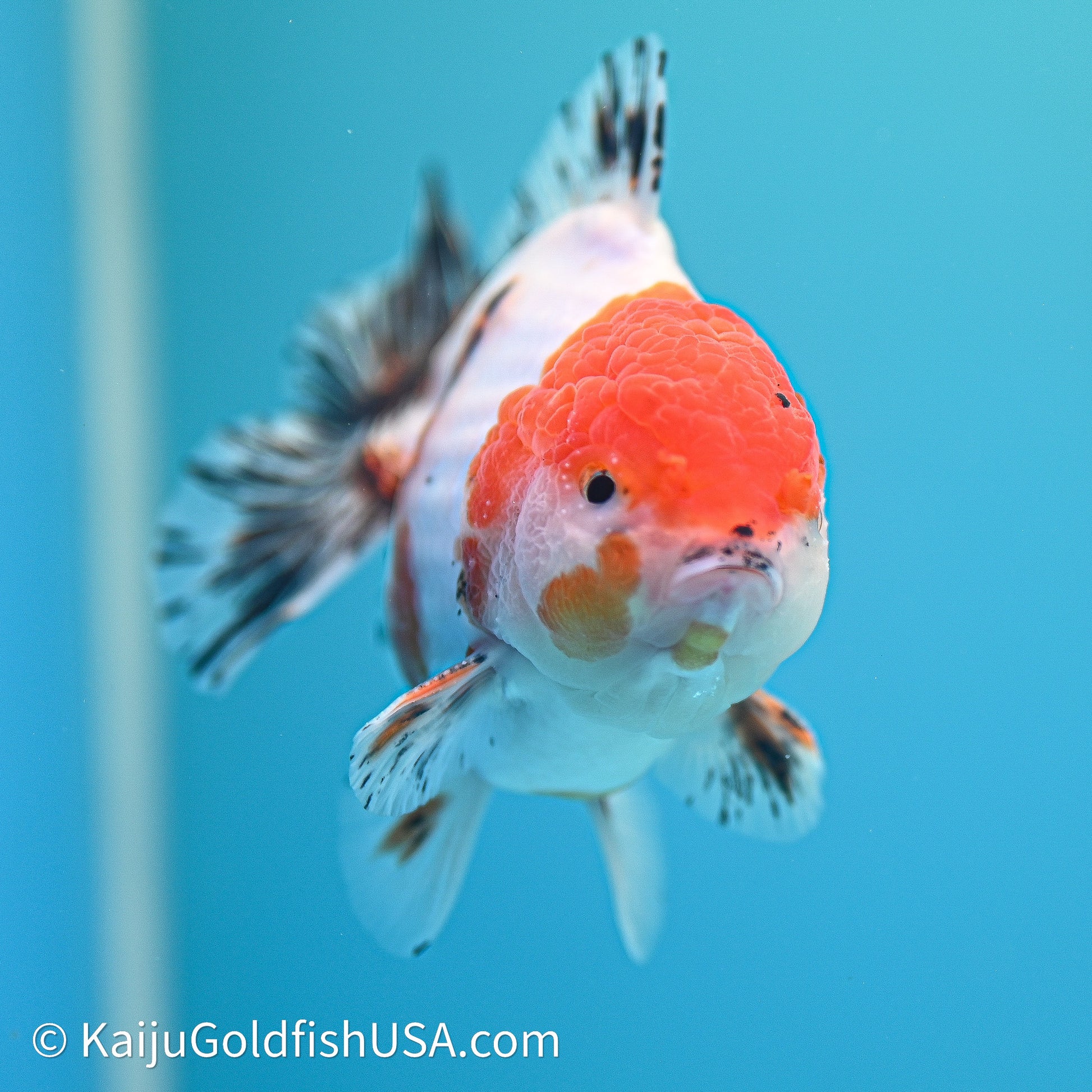 Shogun Godzilla Tricolor Sakura Oranda 4in Body (240614_OR18) - Kaiju Goldfish USA