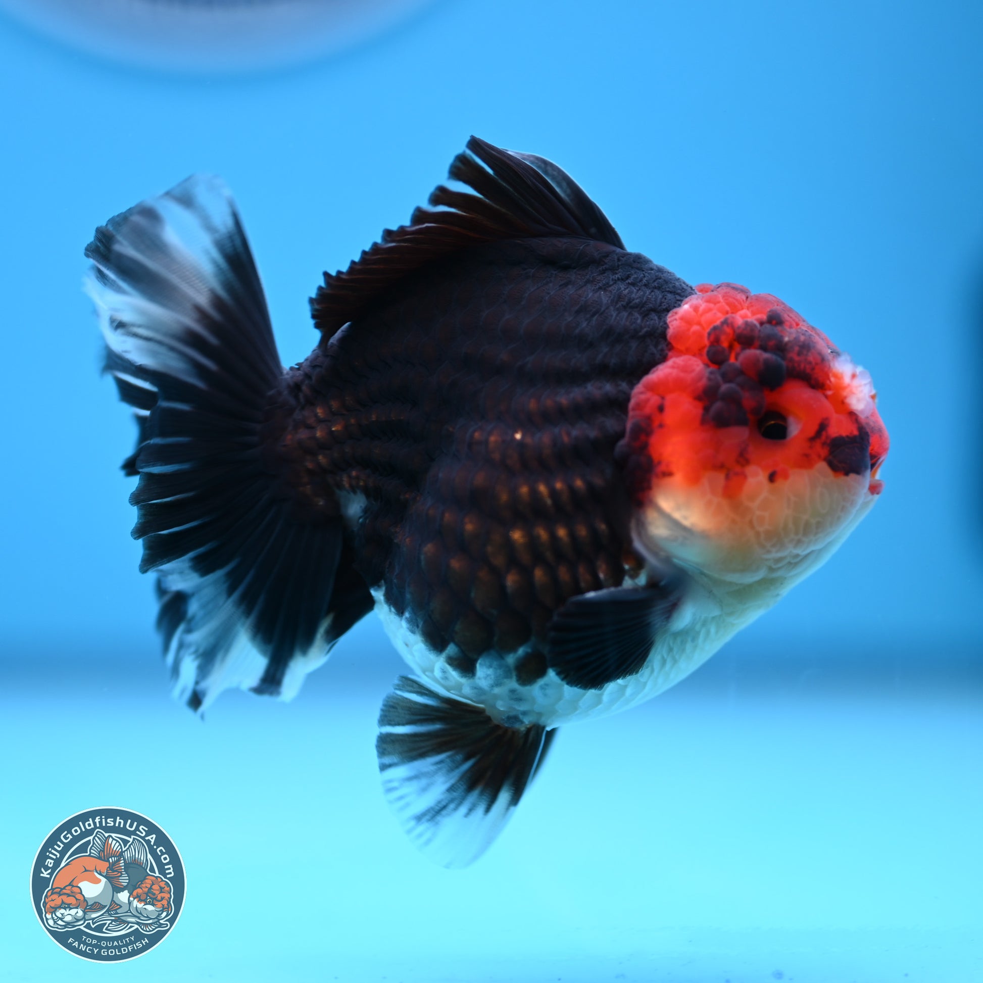 Tricolor YuanBao Oranda 3.5 inches Body - Male (241227_OR18) - Kaiju Goldfish USA