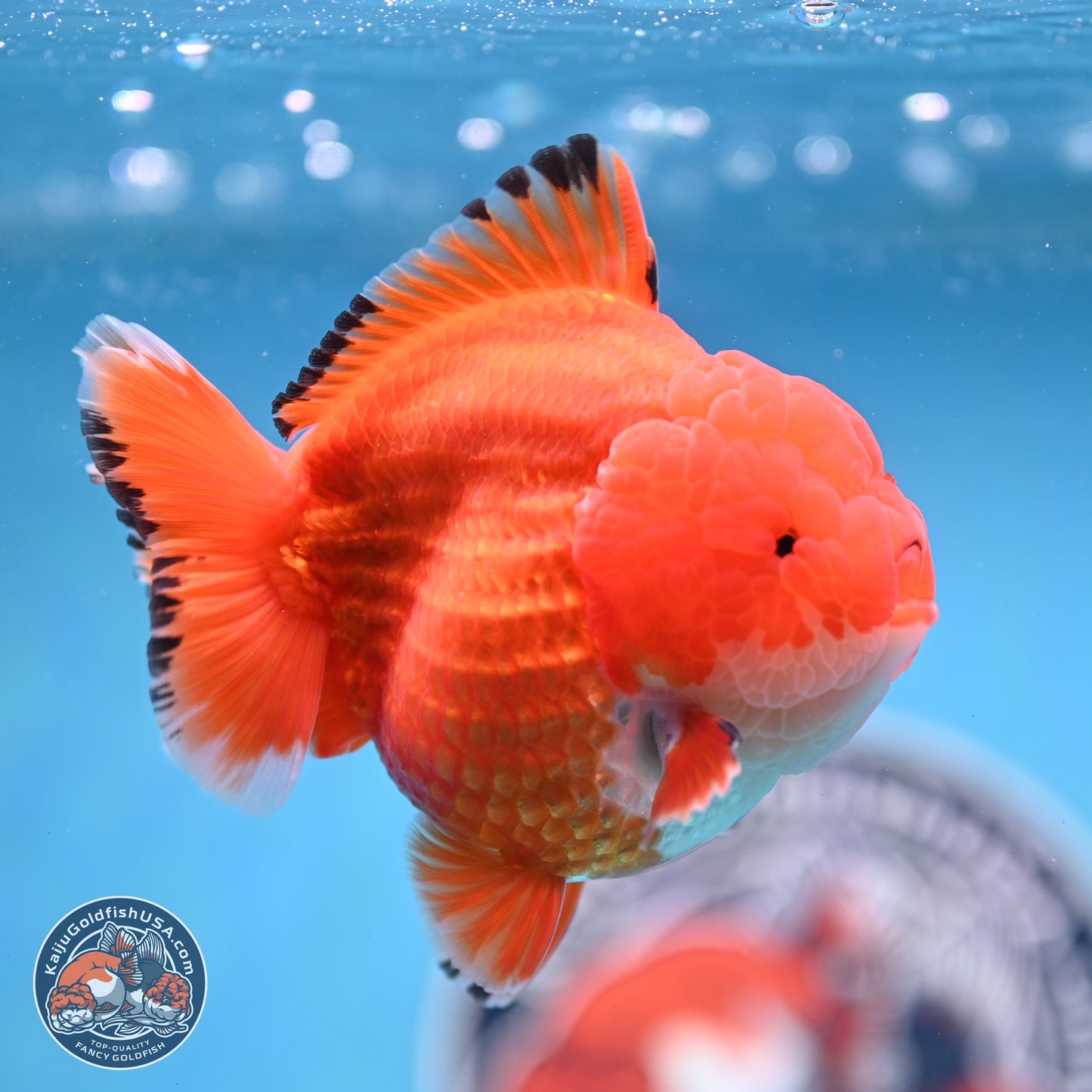 Apache YuanBao Oranda 3.5 inches Body - Male (250214_OR18)