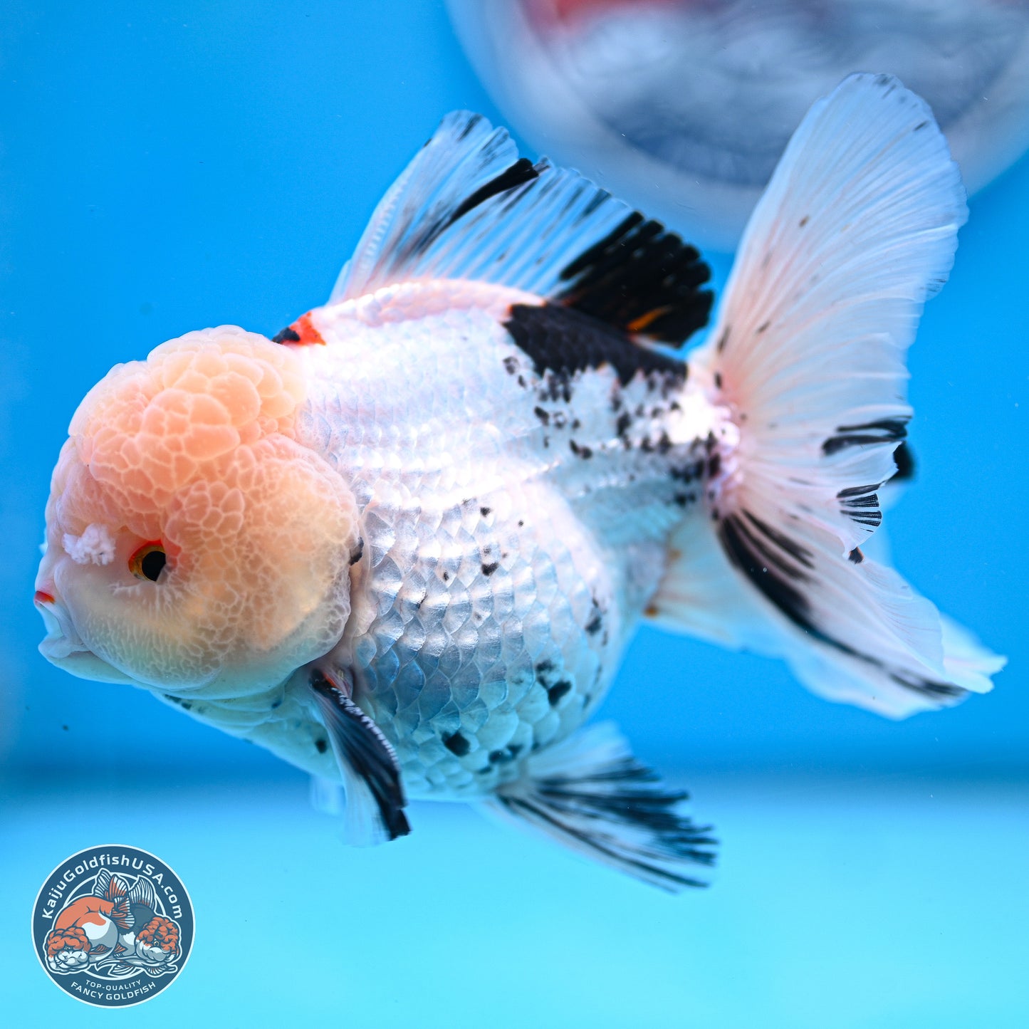 Large Panda Rose Tail Oranda 5.5 inches (241025_OR18) - Kaiju Goldfish USA