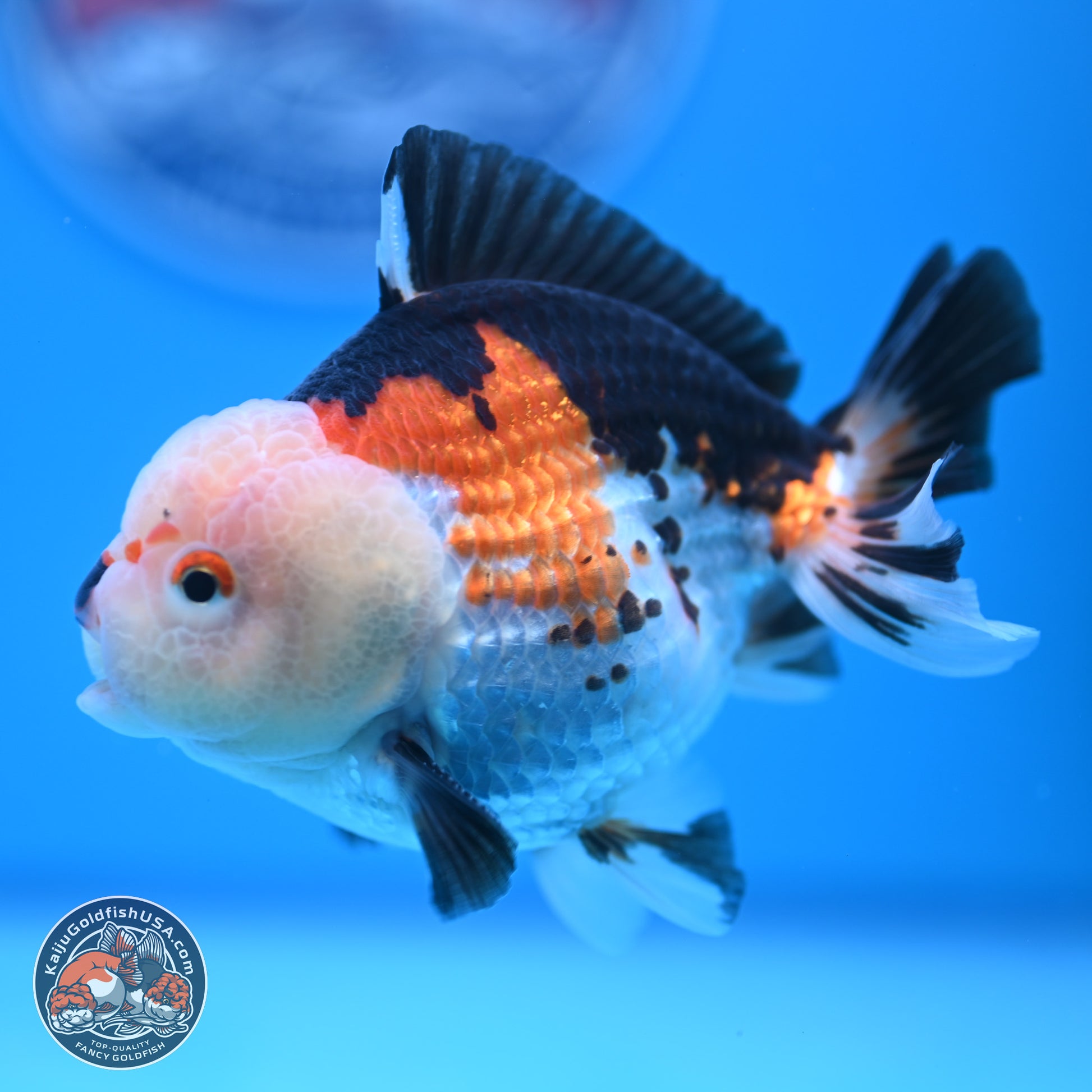 Tricolor Oranda 3.5-4.5 inches (240913_OR18) - Kaiju Goldfish USA