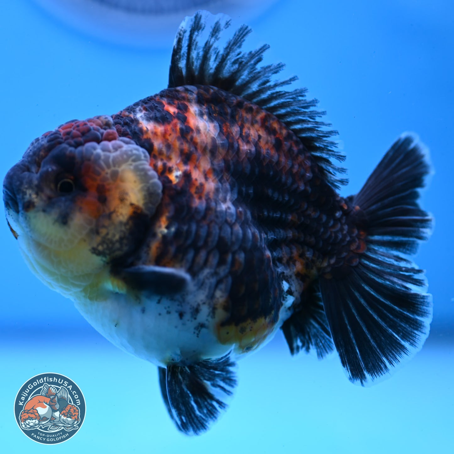 Kirin YuanBao Oranda 3.75 inches Body - Male (250307_OR18)