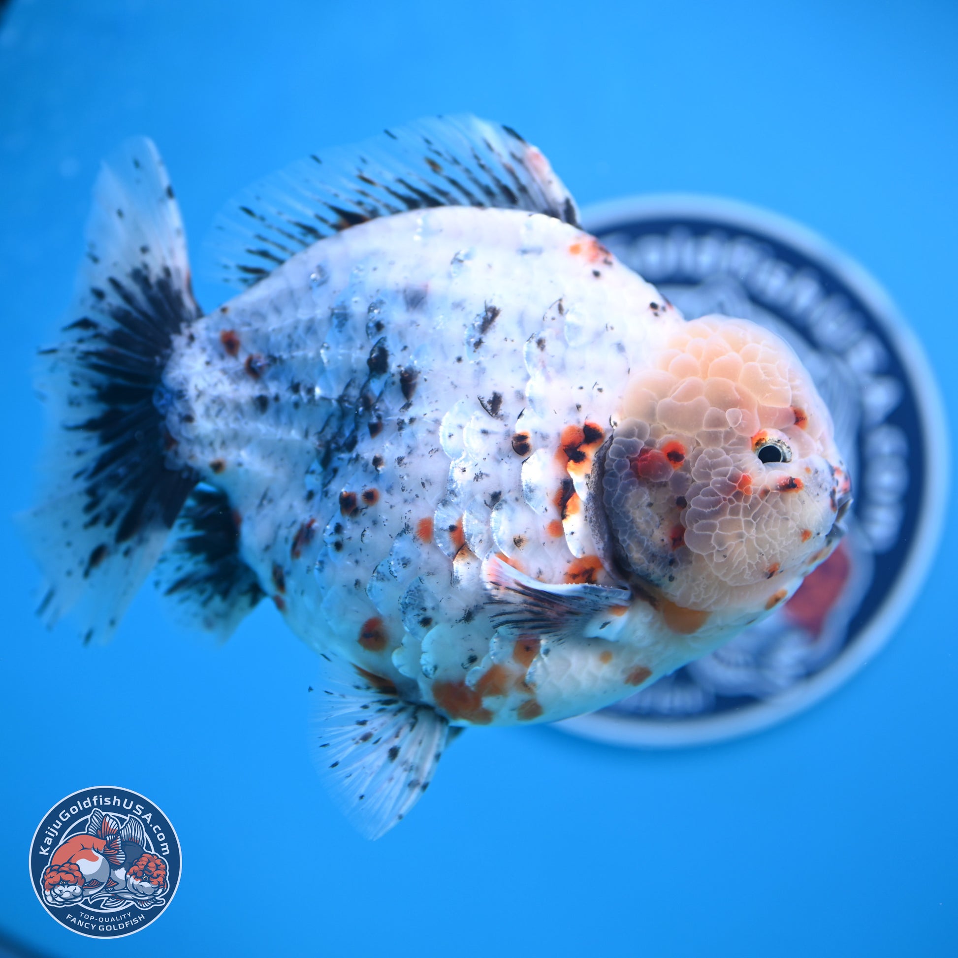 Jumbo Shogun Godzilla Calico Oranda 6-7.5 inches (241004_OR18) - Kaiju Goldfish USA