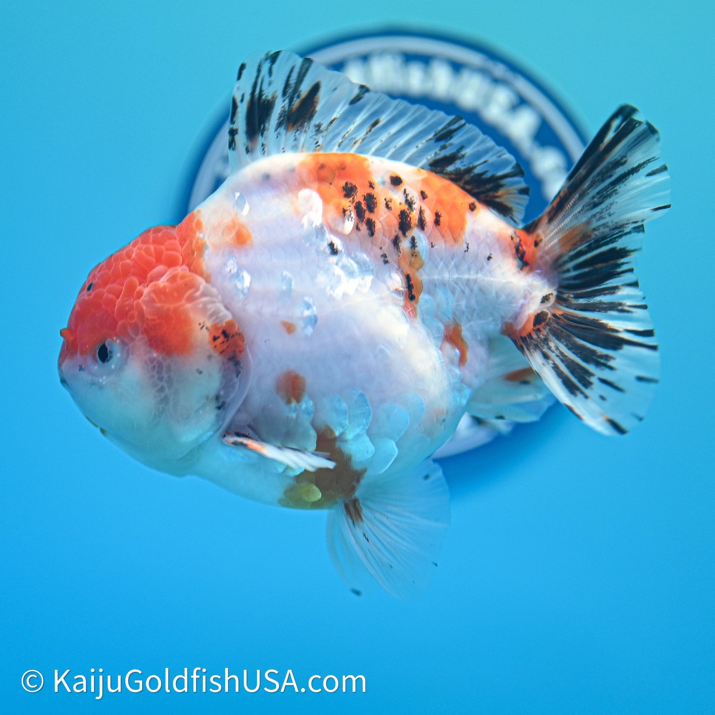 Shogun Godzilla Tricolor Sakura Oranda 4in Body (240614_OR18) - Kaiju Goldfish USA