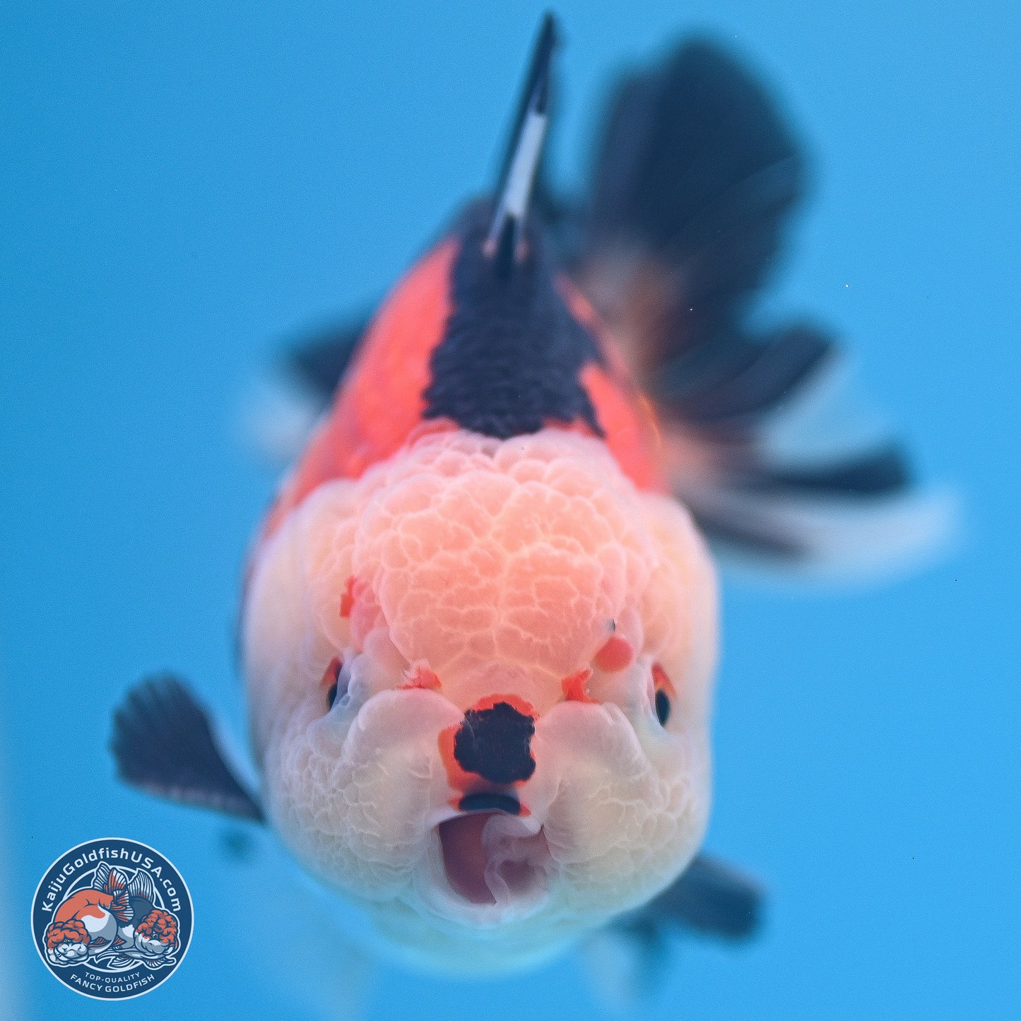 Tricolor Oranda 3.5-4.5 inches (240913_OR18) - Kaiju Goldfish USA