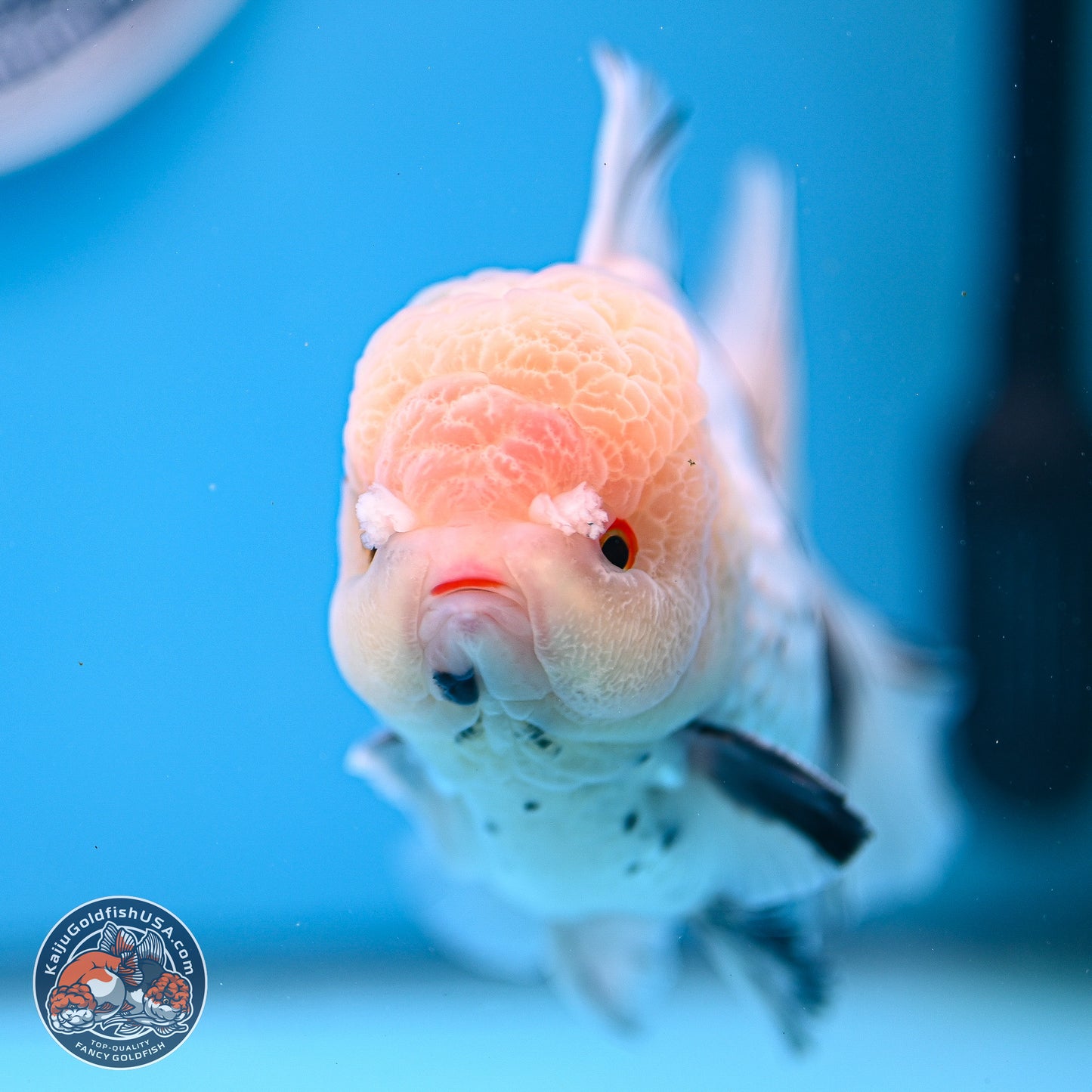 Large Panda Rose Tail Oranda 5.5 inches (241025_OR18) - Kaiju Goldfish USA