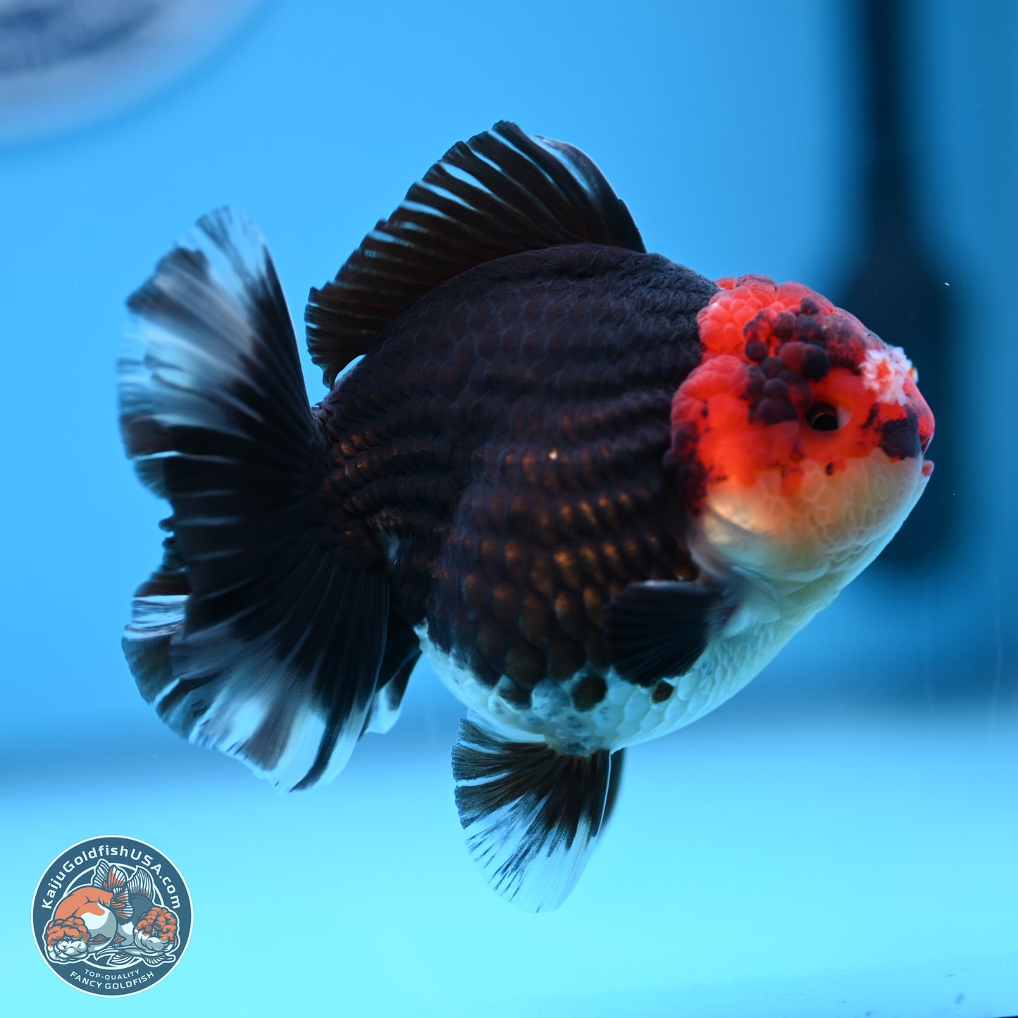 Tricolor YuanBao Oranda 3.5 inches Body - Male (241227_OR18) - Kaiju Goldfish USA