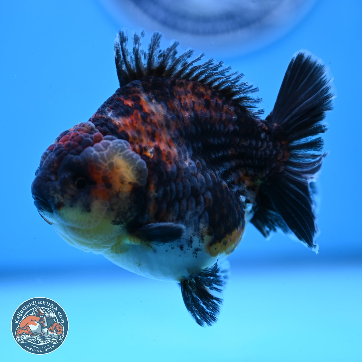 Kirin YuanBao Oranda 3.75 inches Body - Male (250307_OR18)