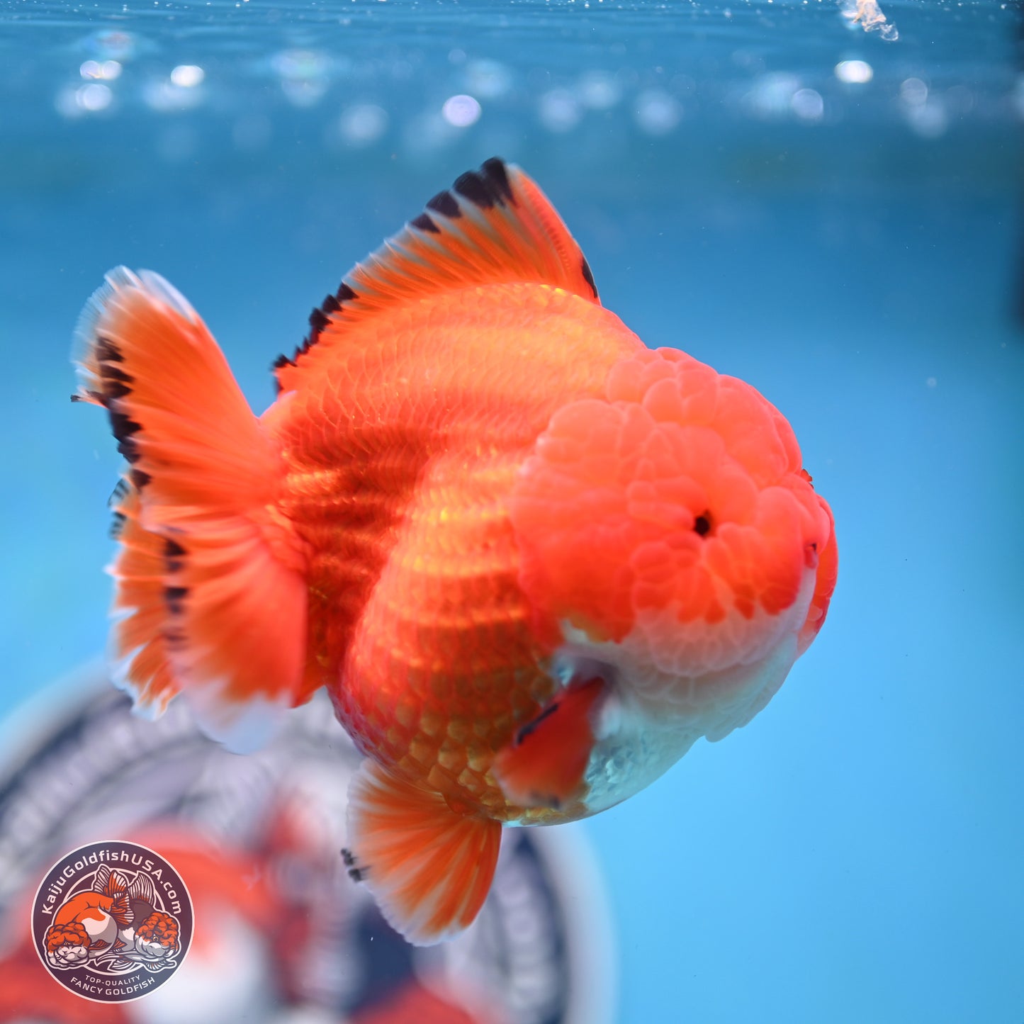 Apache YuanBao Oranda 3.5 inches Body - Male (250214_OR18)