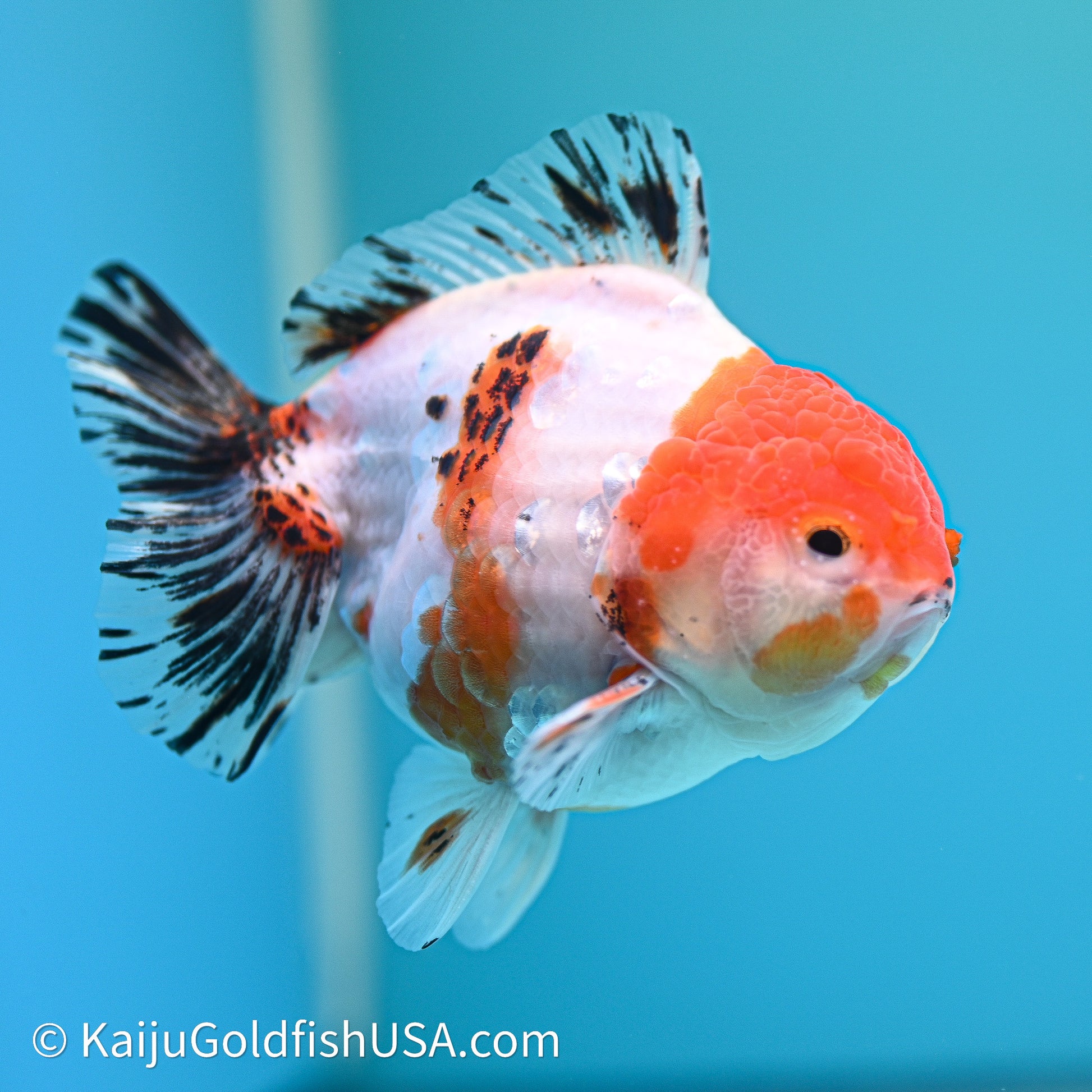 Shogun Godzilla Tricolor Sakura Oranda 4in Body (240614_OR18) - Kaiju Goldfish USA