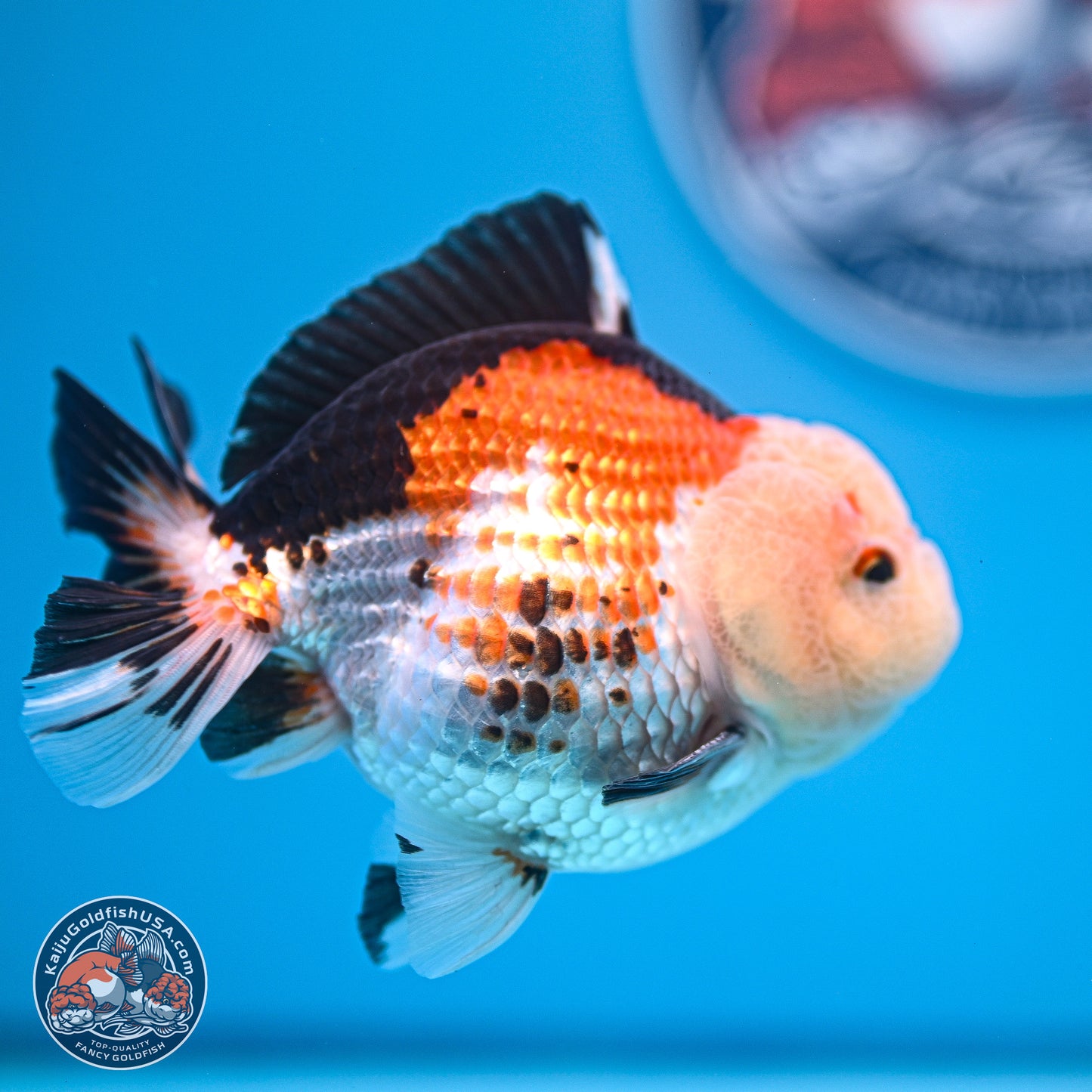 Tricolor Oranda 3.5-4.5 inches (240913_OR18) - Kaiju Goldfish USA