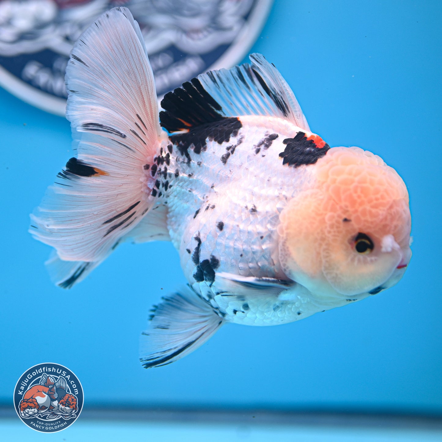 Large Panda Rose Tail Oranda 5.5 inches (241025_OR18) - Kaiju Goldfish USA