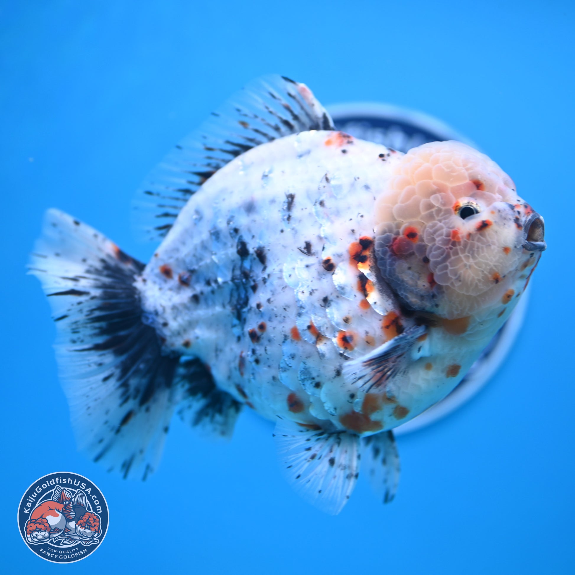 Jumbo Shogun Godzilla Calico Oranda 6-7.5 inches (241004_OR18) - Kaiju Goldfish USA